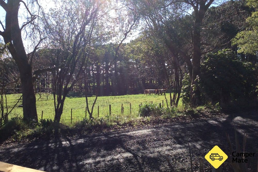 Waikaretu Camping