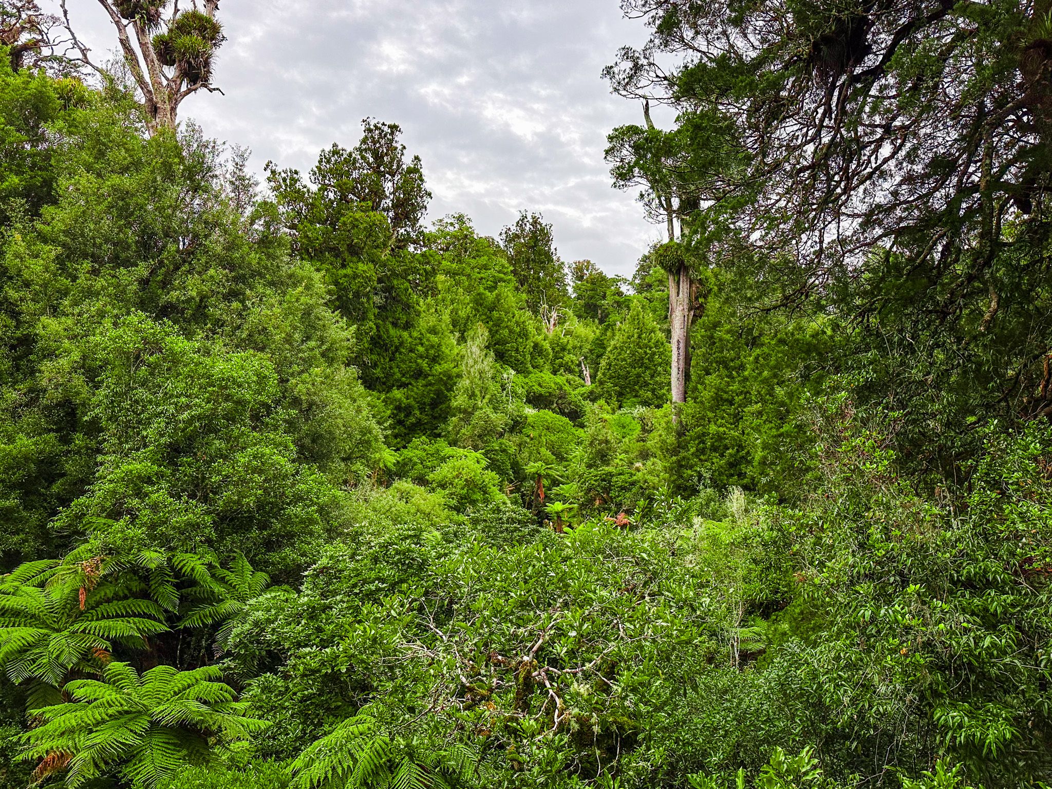 Forest Tower