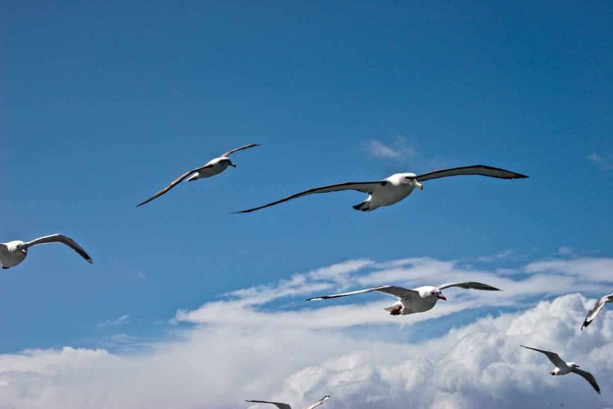 Rakiura Stewart Island, southern highlights