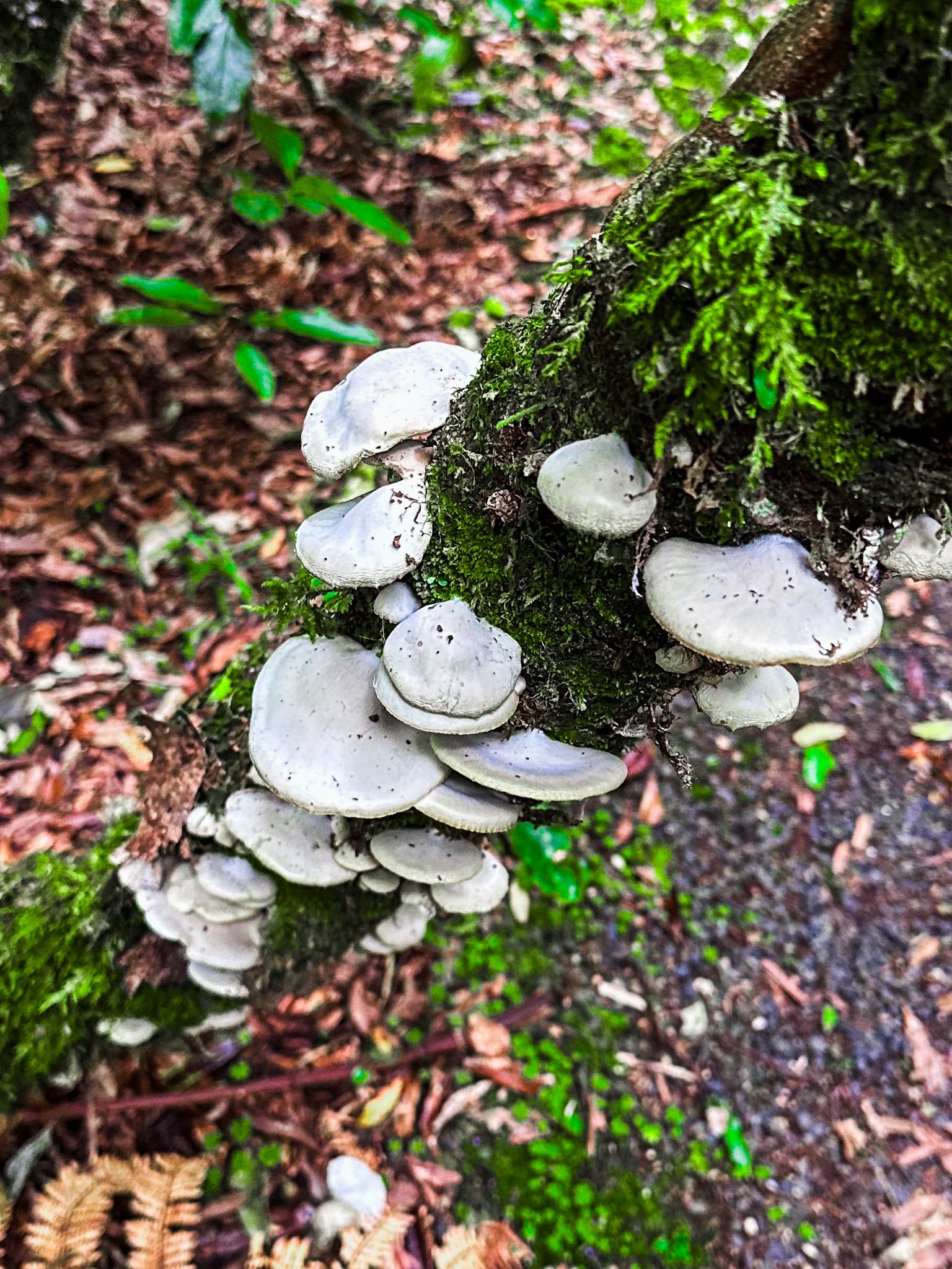 Image 6 of 10