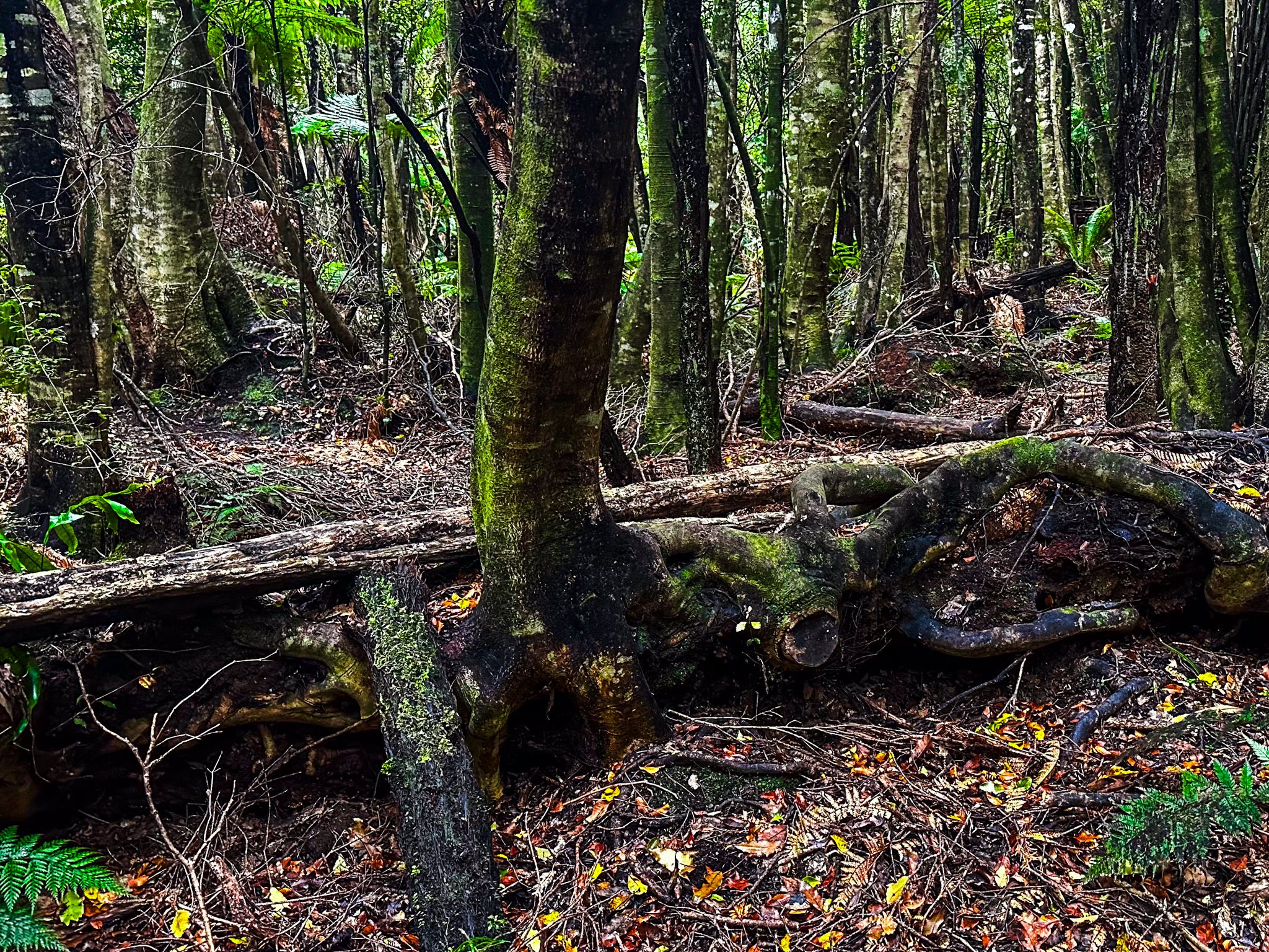 Round Hill Walking Track