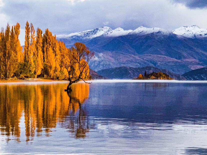 That Wānaka Tree | Queenstown Lakes - New Zealand Trip Ideas