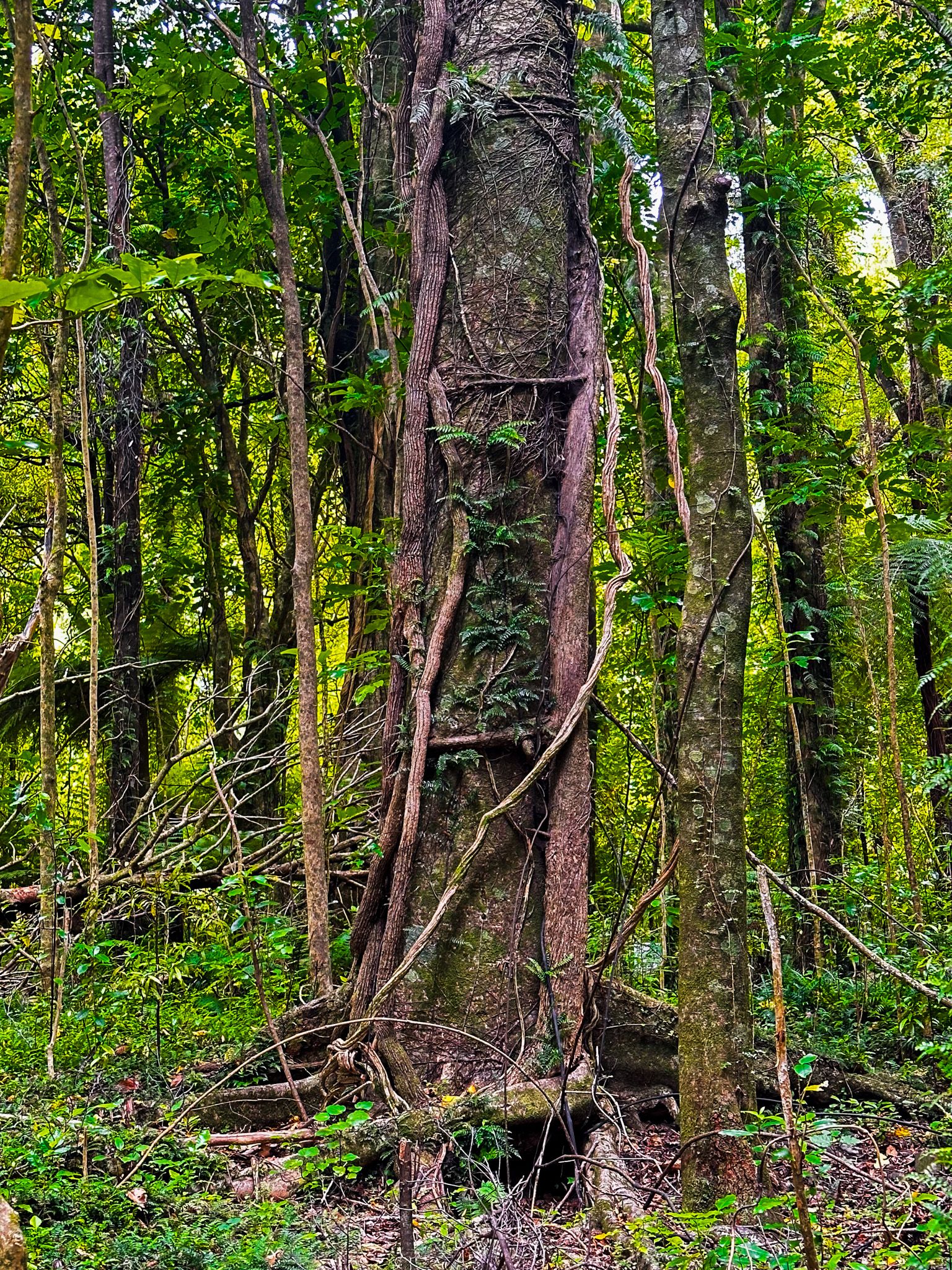 beautiful ancient tree with a number of large rata vines near Furneau Lodge