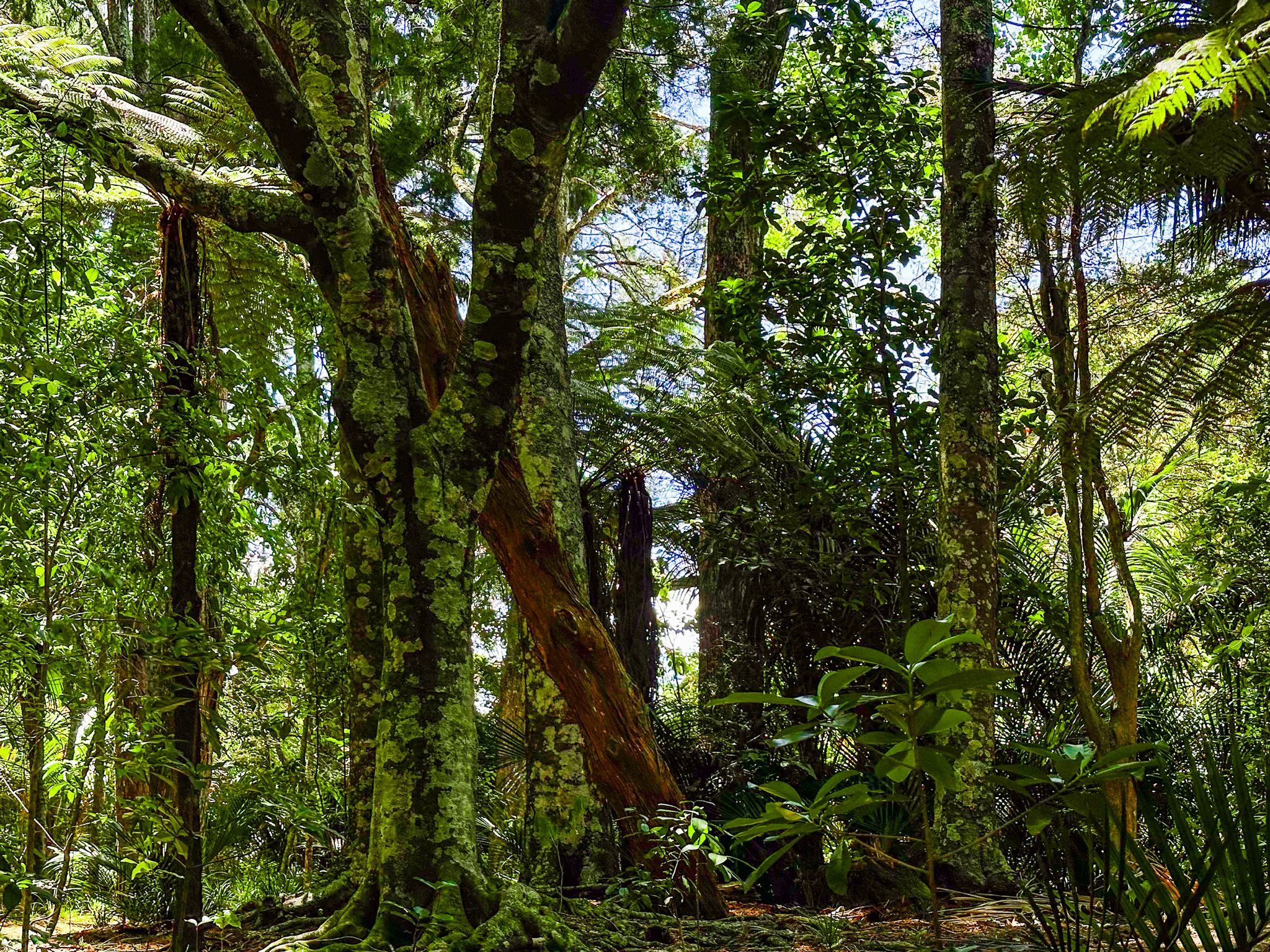 Tōtara Park