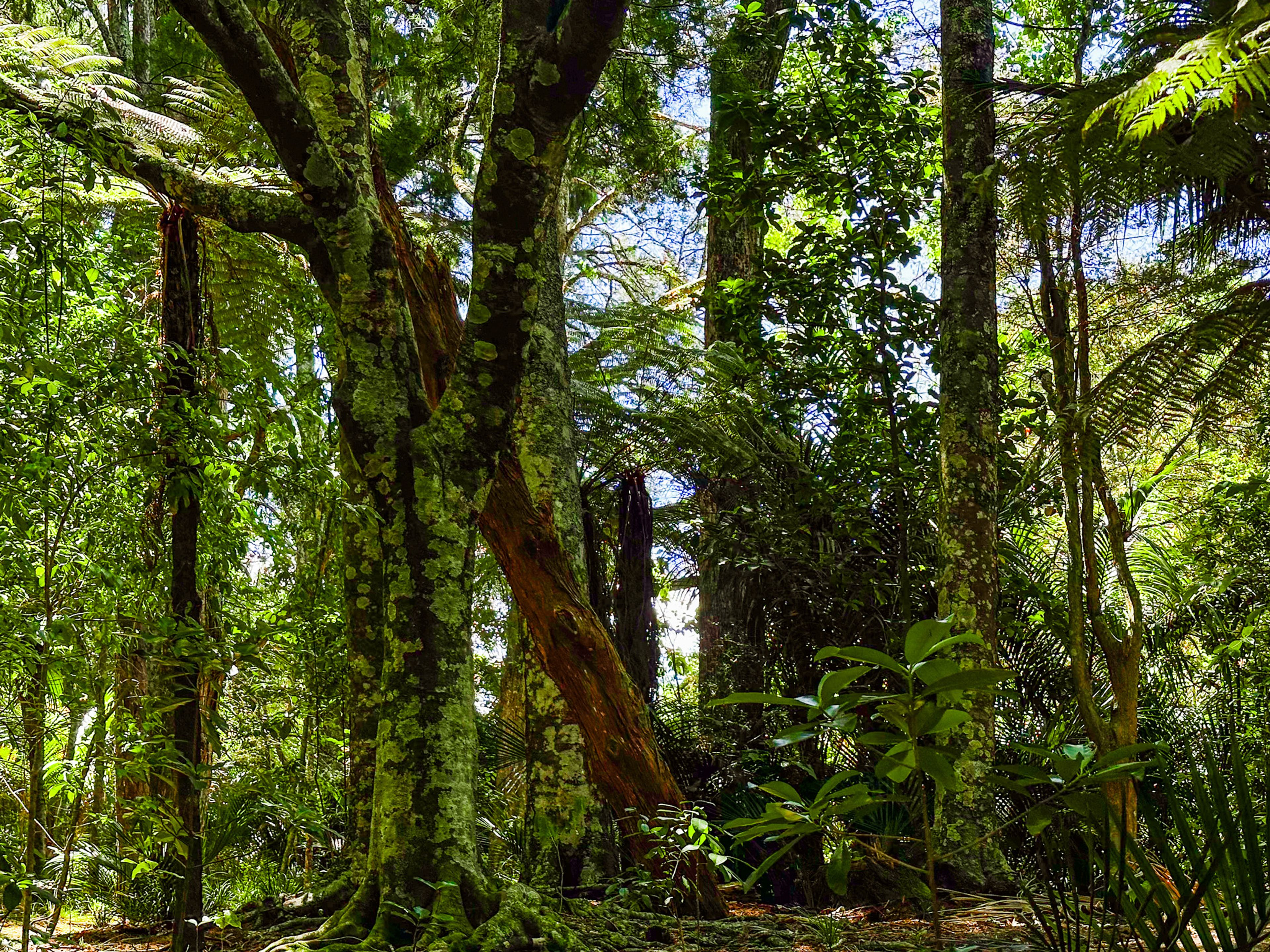 Tōtara Park