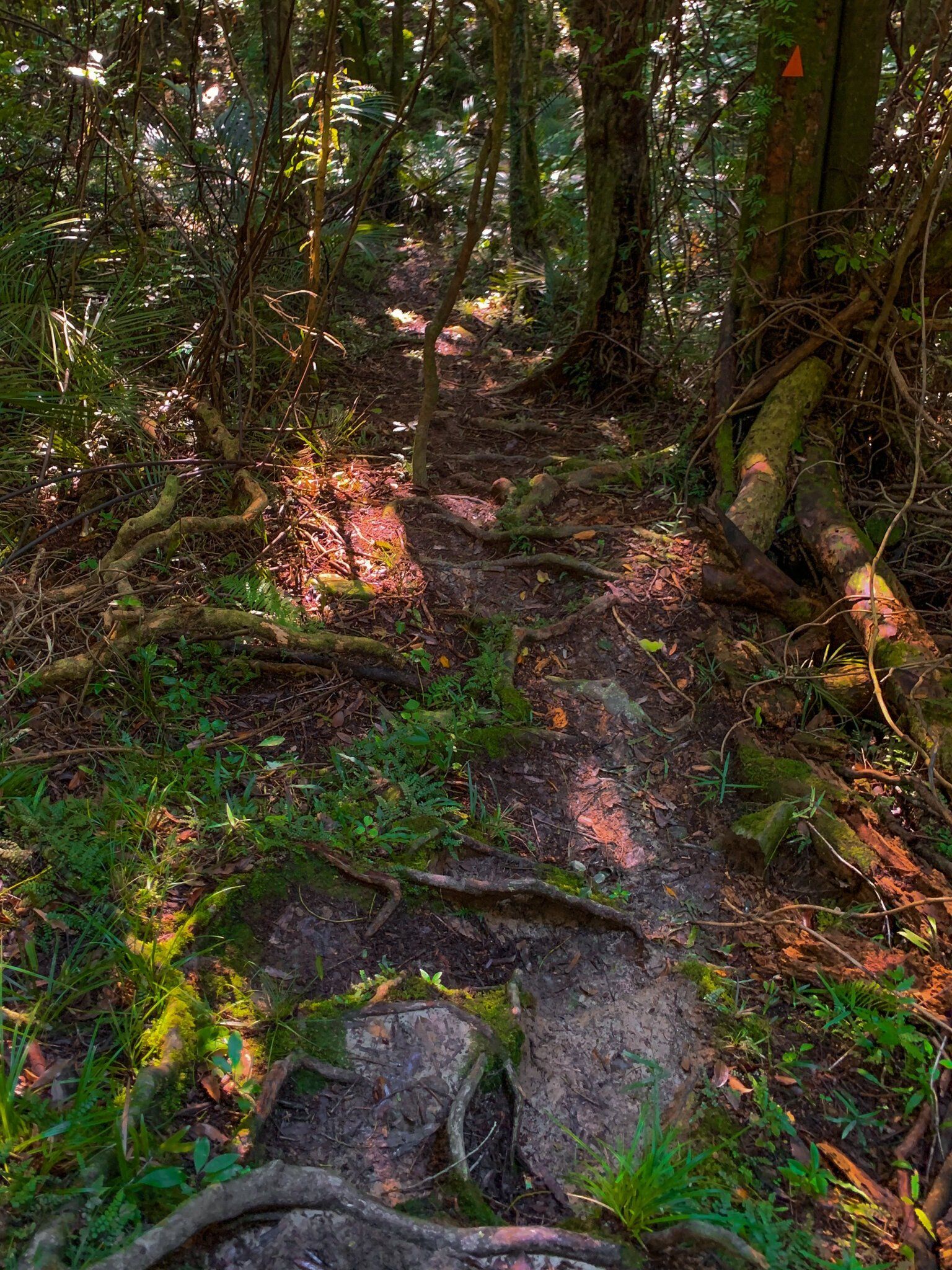 Image 7 of 12