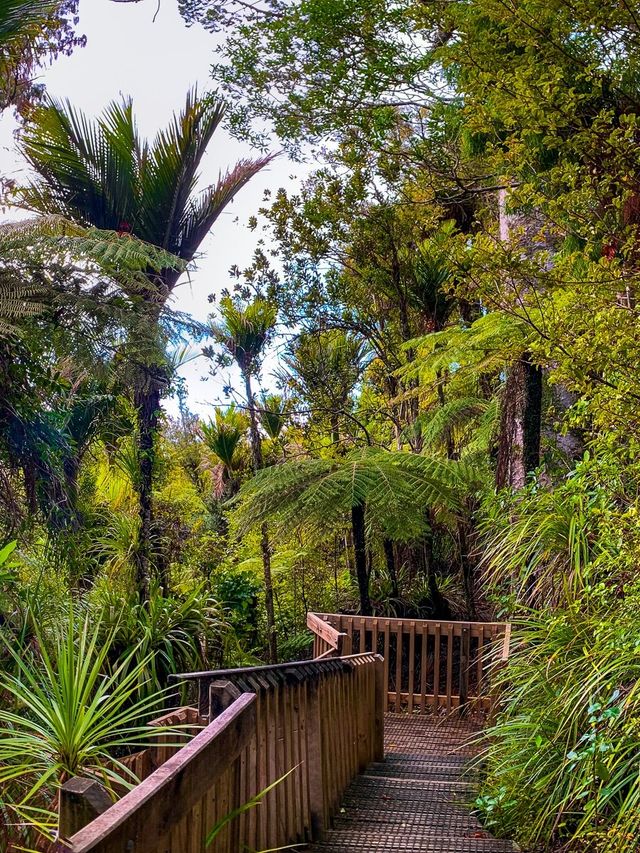 Waitākere Ranges | West Auckland - New Zealand Trip Ideas