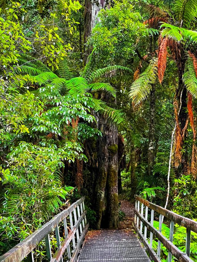 Pureora Forest Park | Southern Waikato - New Zealand Trip Ideas