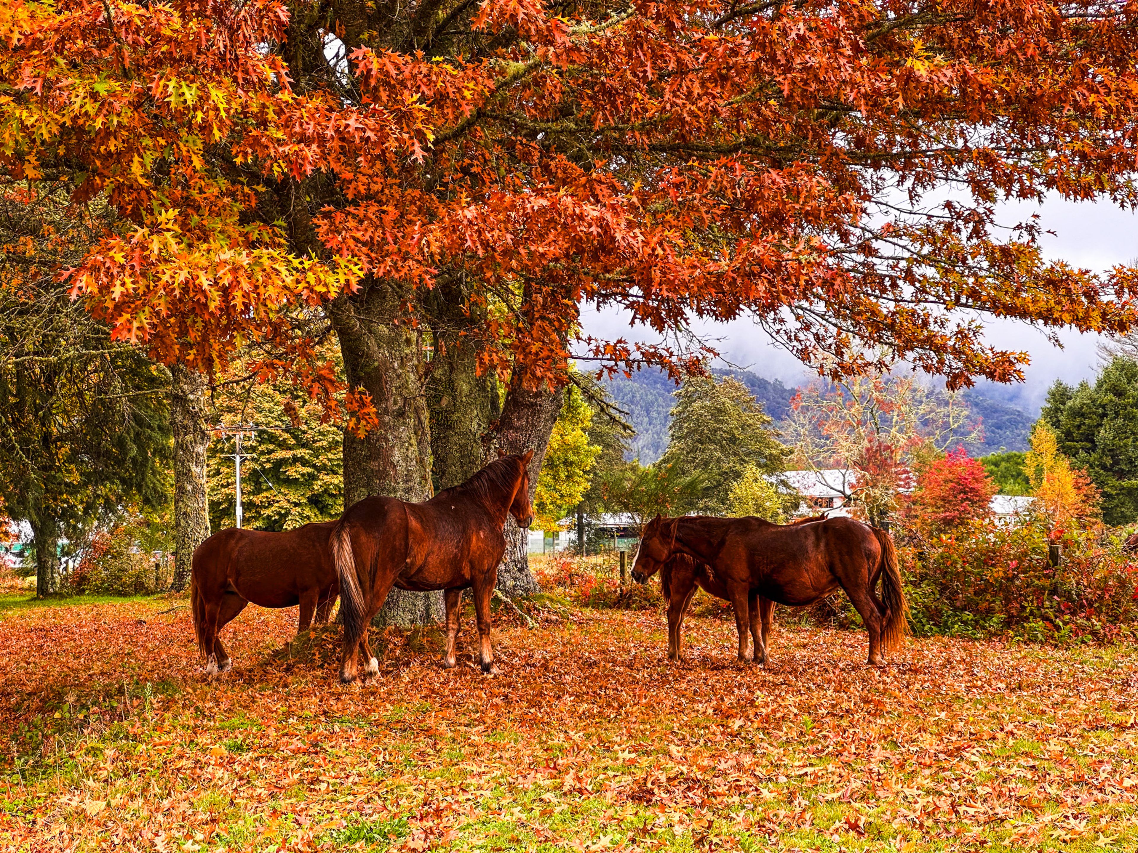 free roaming horses under a colourful autumnal deciduous tree