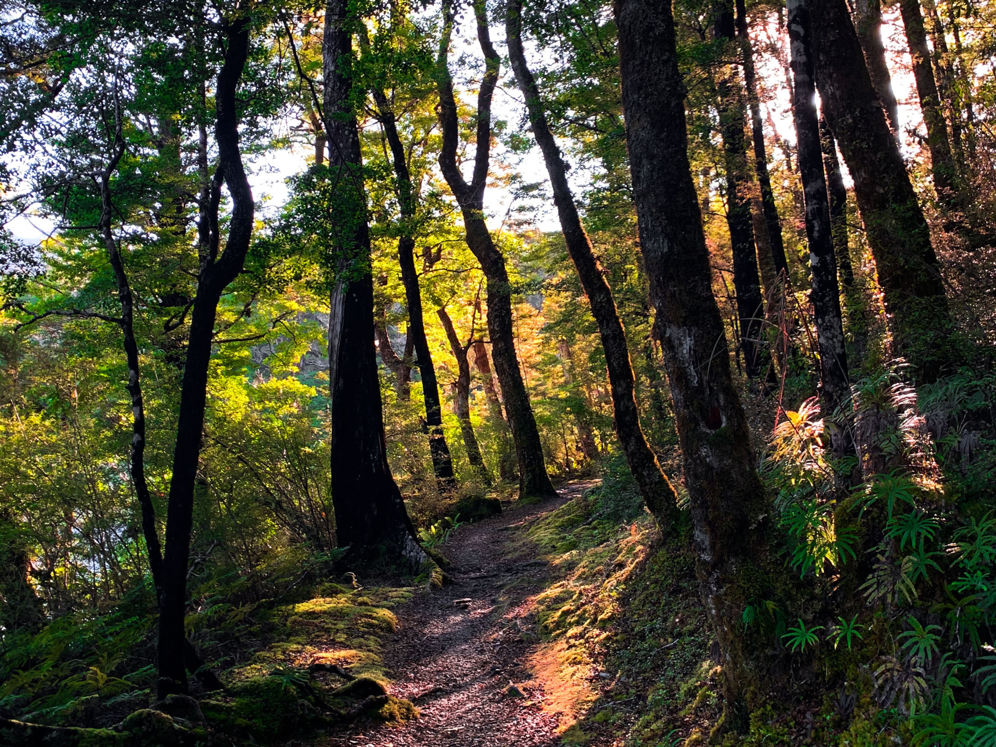 West Coast Beech Forests