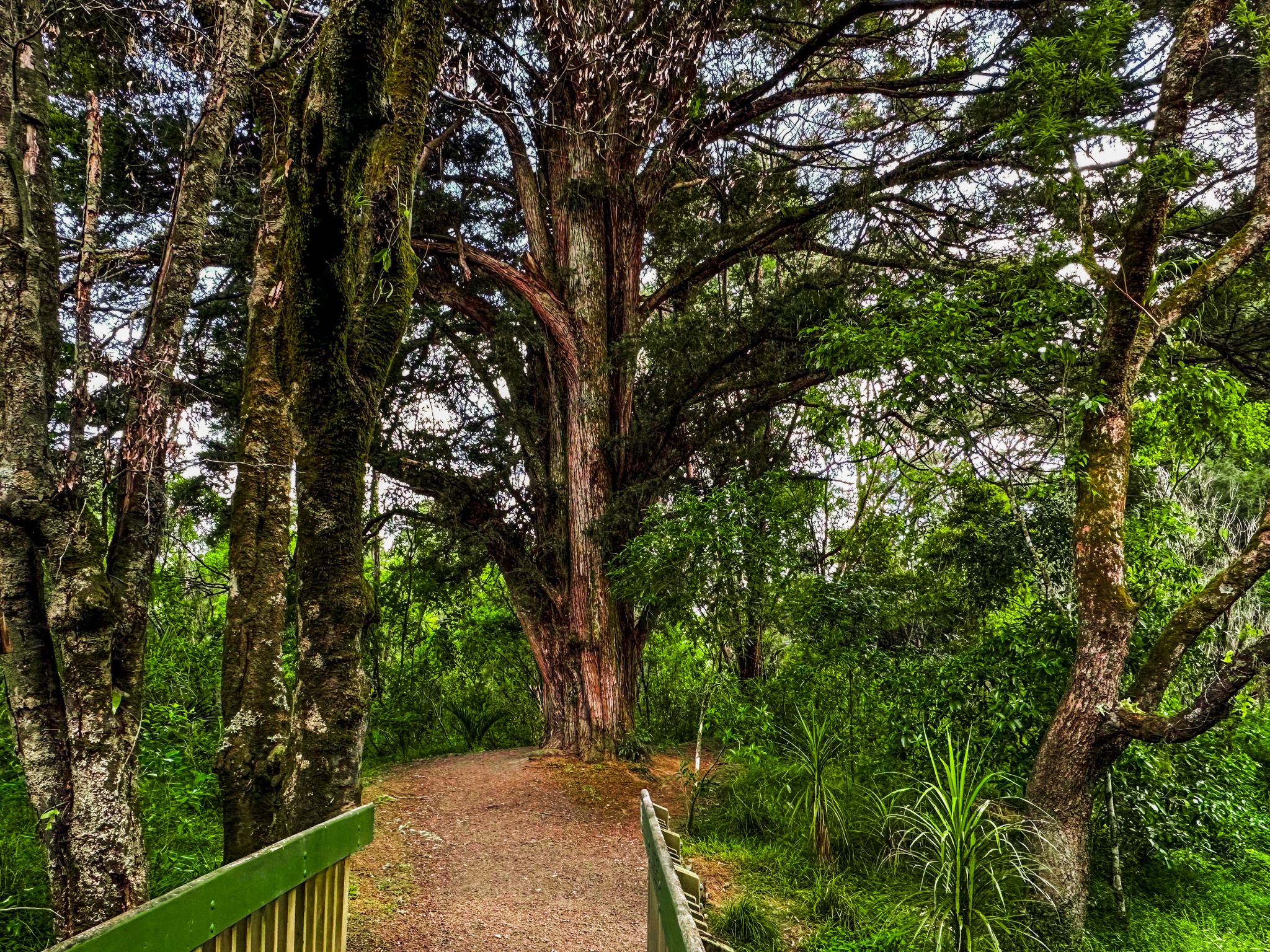 Ōpānuku Walkway