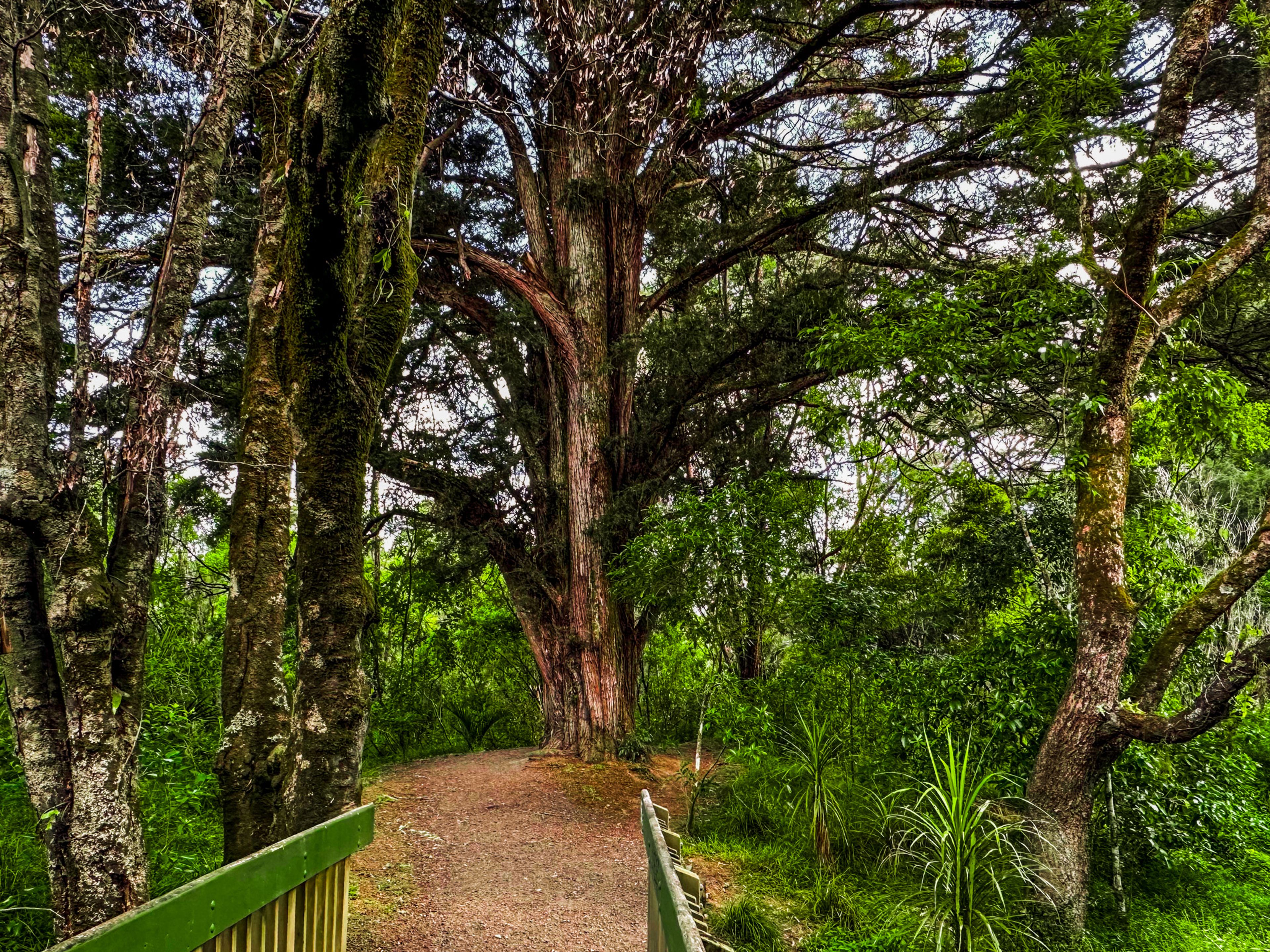 Ōpānuku Walkway
