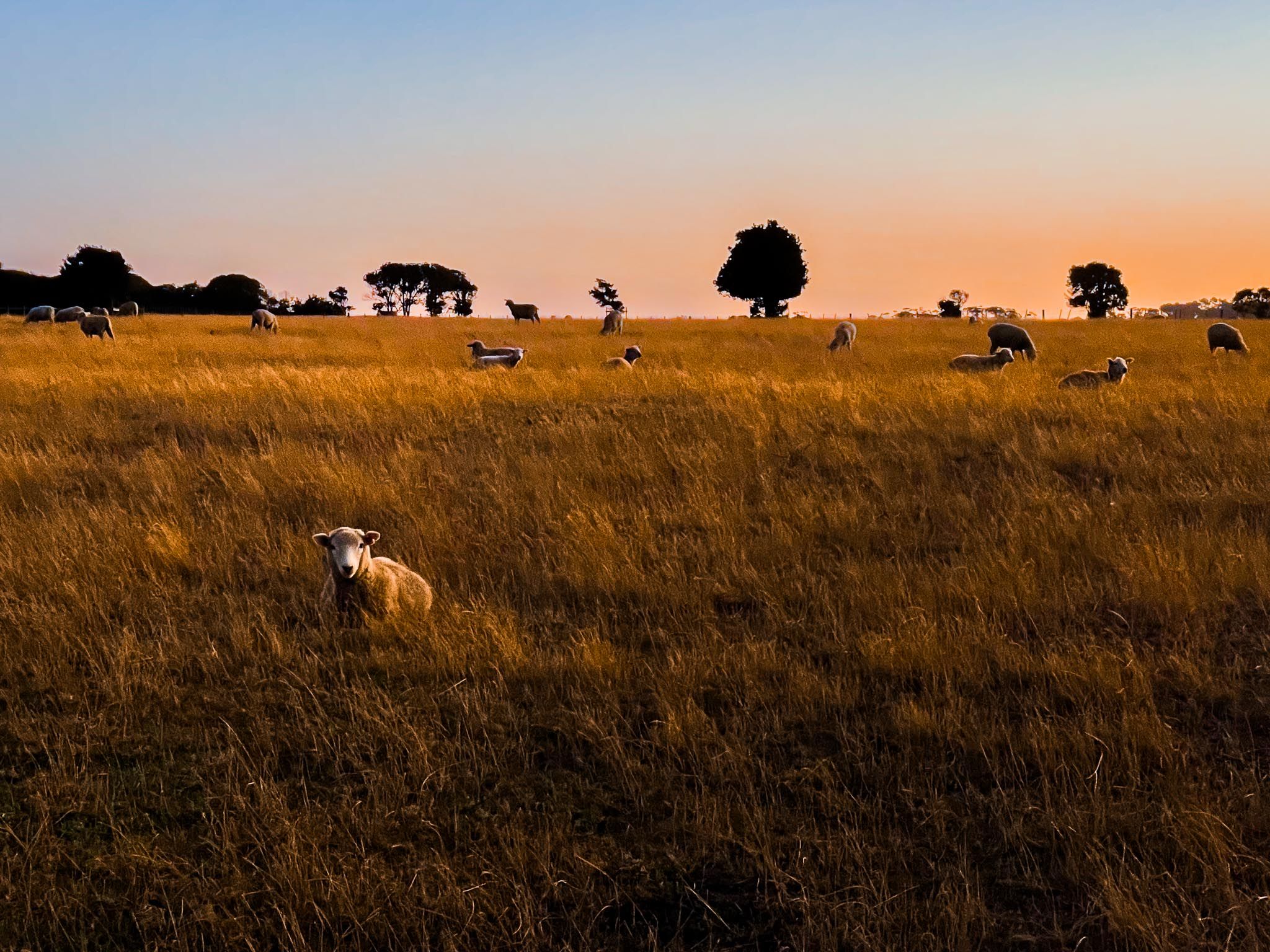 Ambury Regional Park | South Auckland - New Zealand Trip Ideas