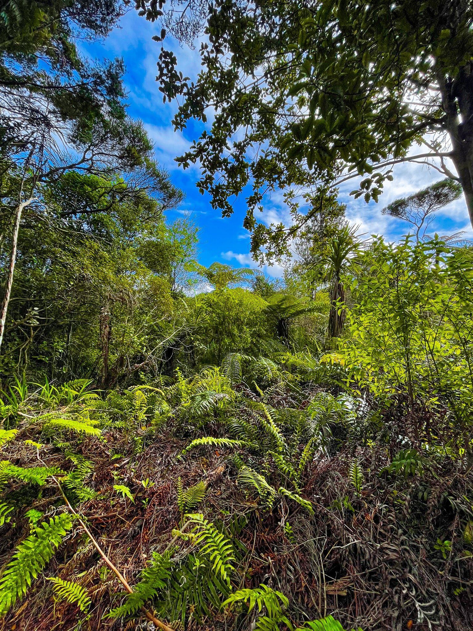 Image 8 of 12
