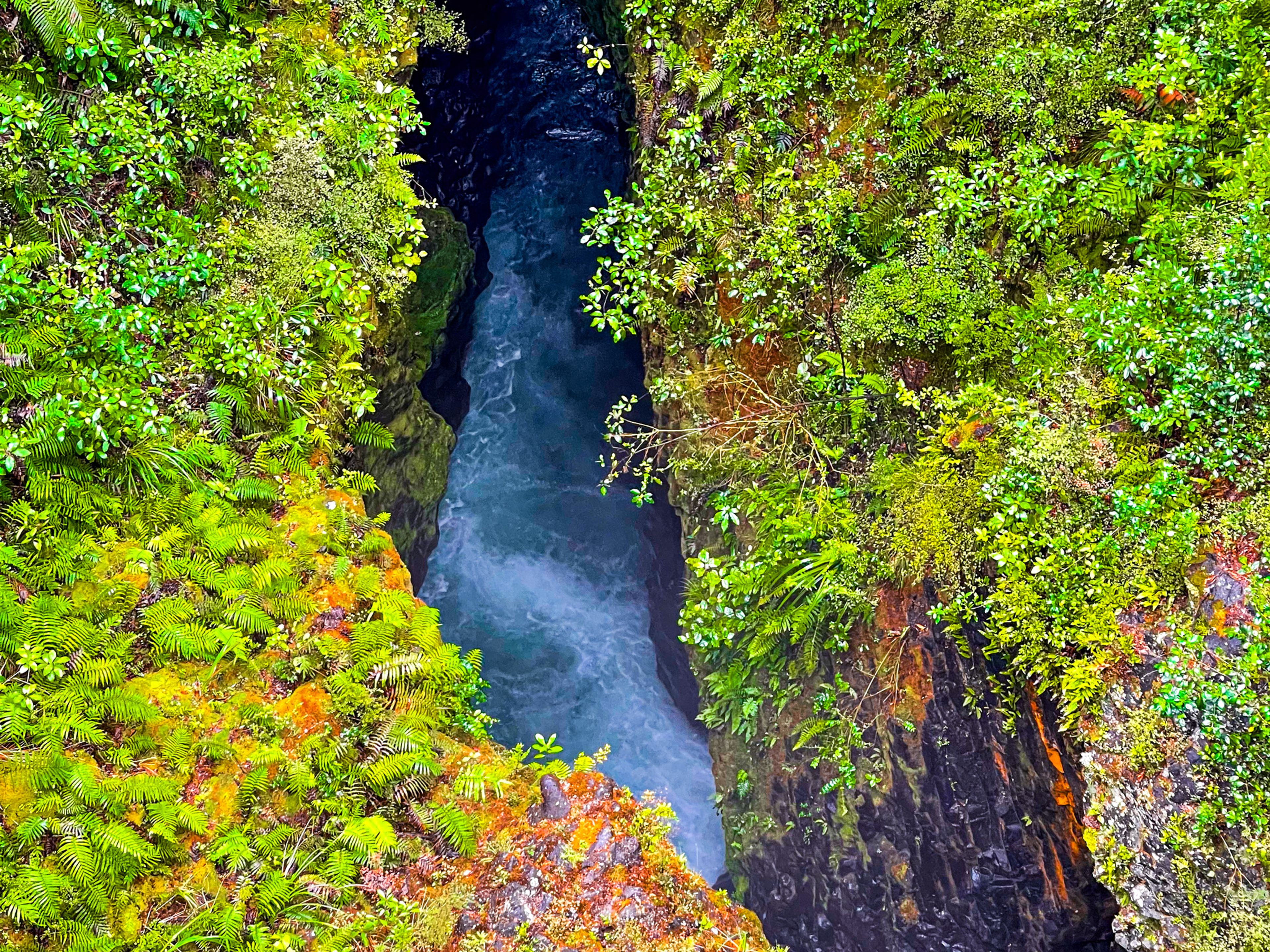 Tree Trunk Gorge