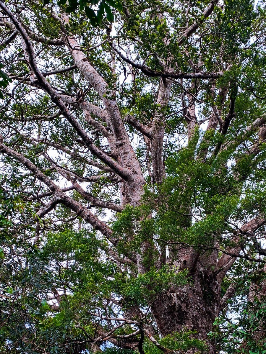 Image 5 of 6