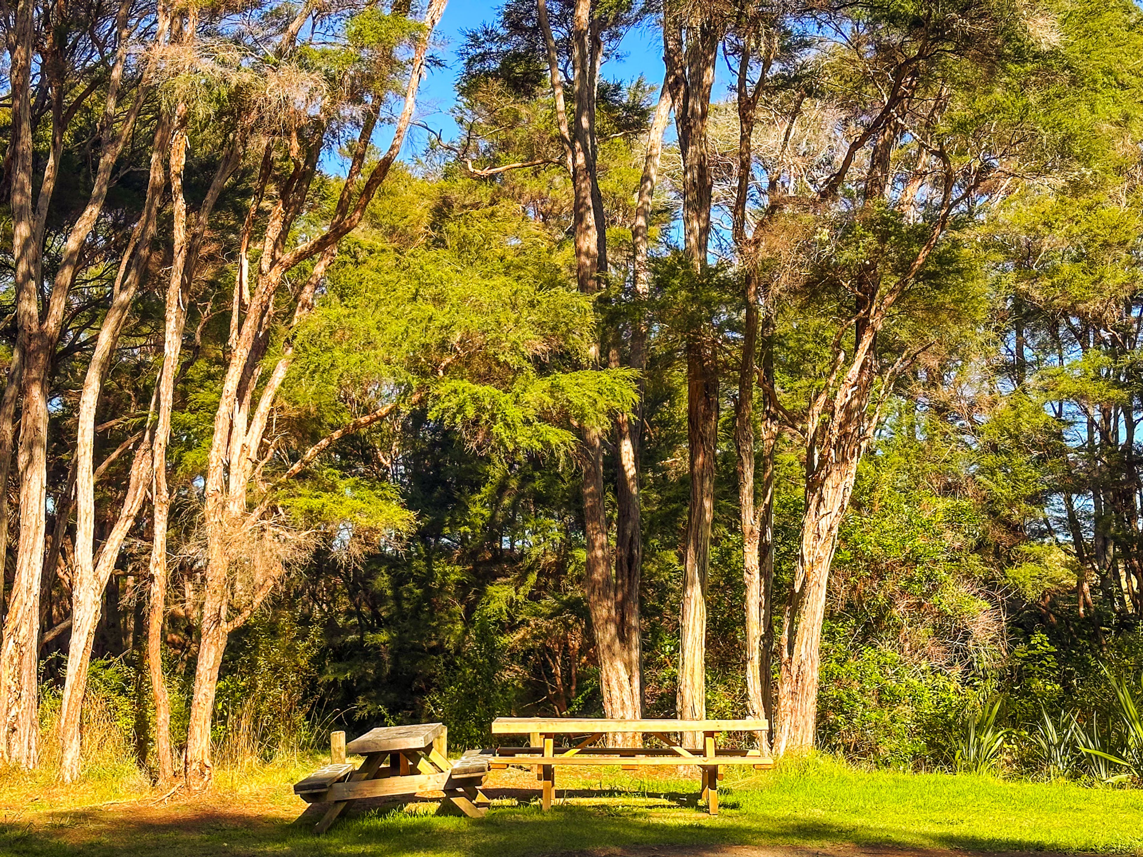 Waharau Regional Park