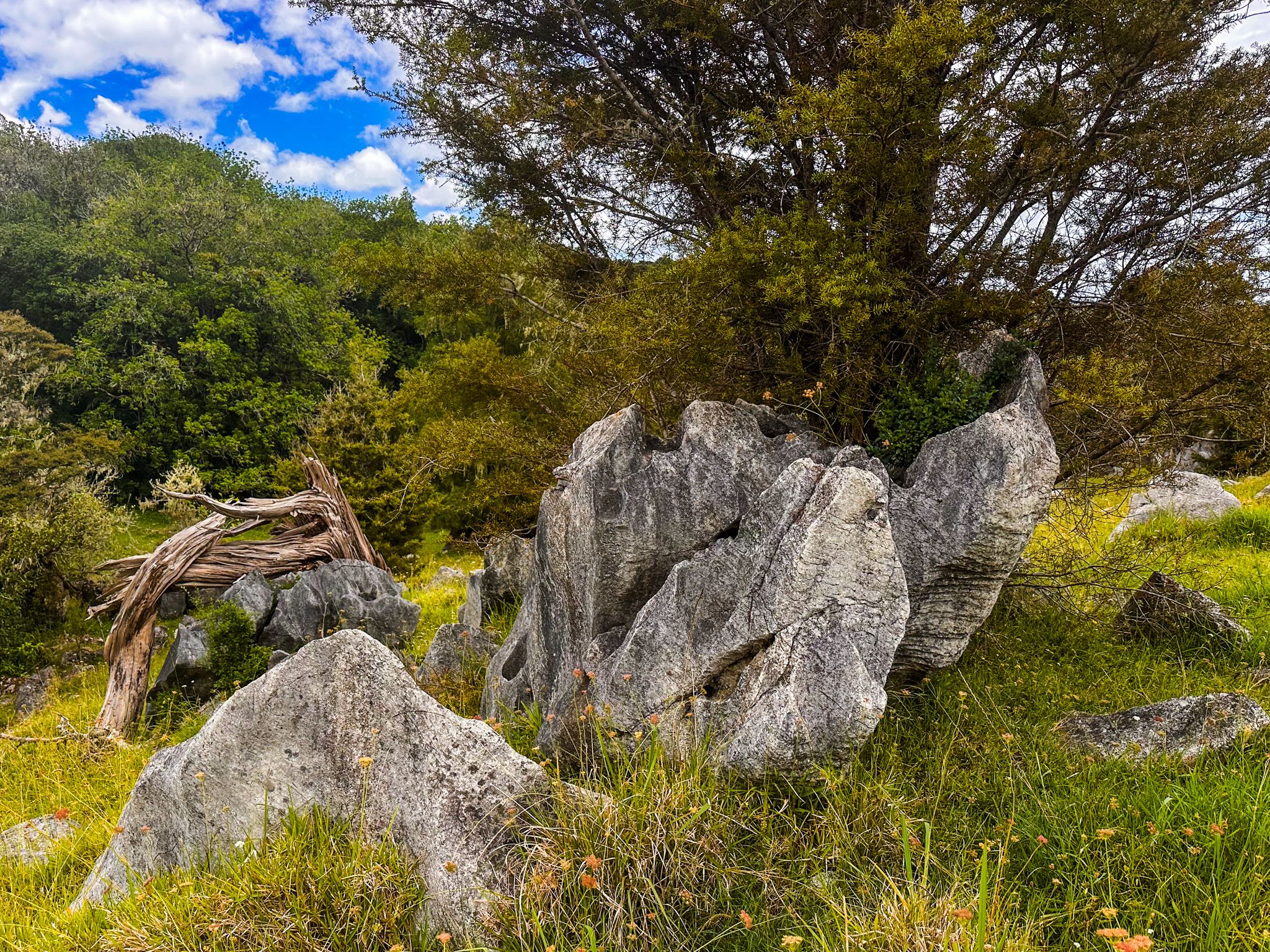 Abbey Caves Reserve