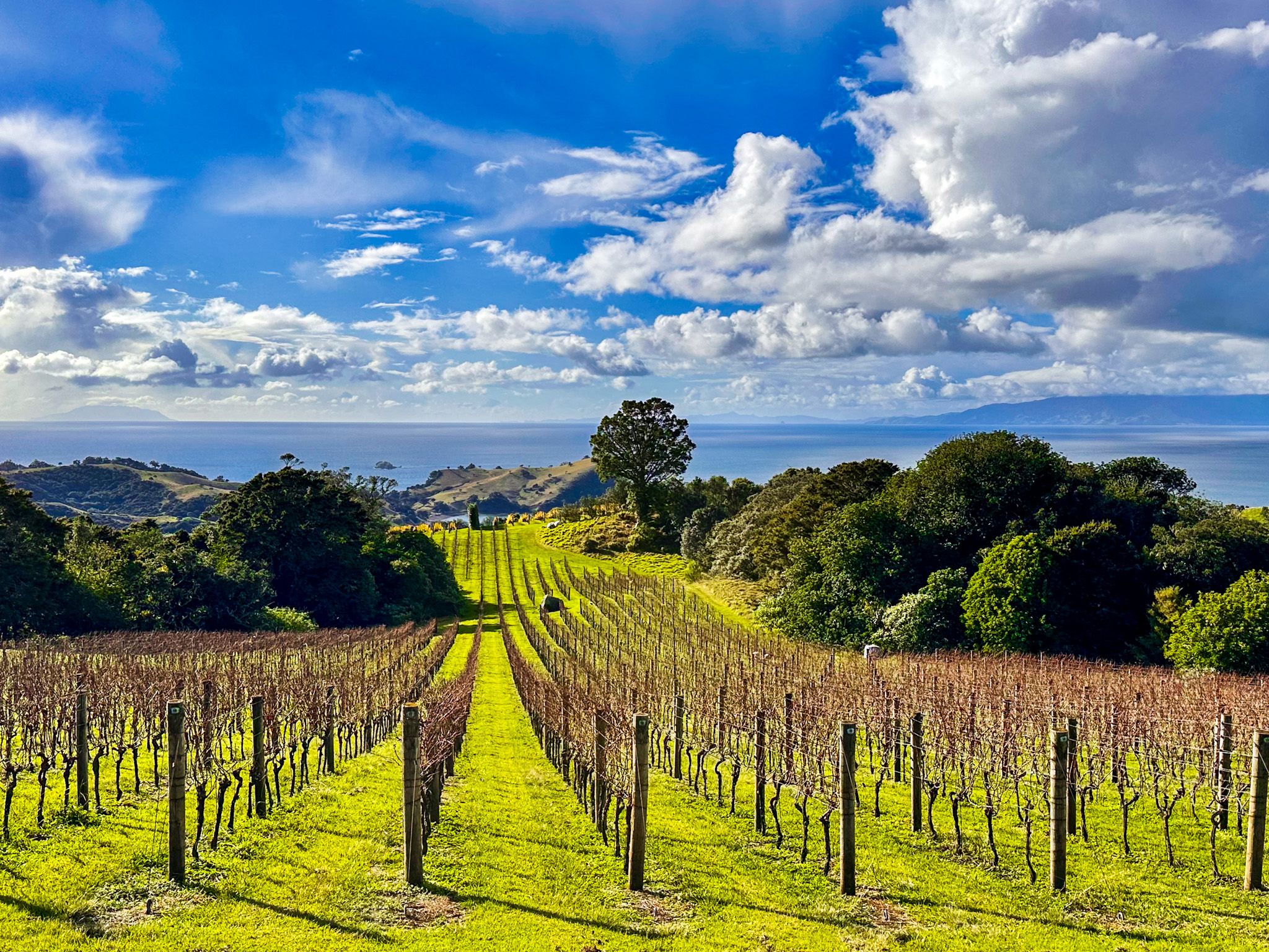 Exploring Waiheke's Walking Trails