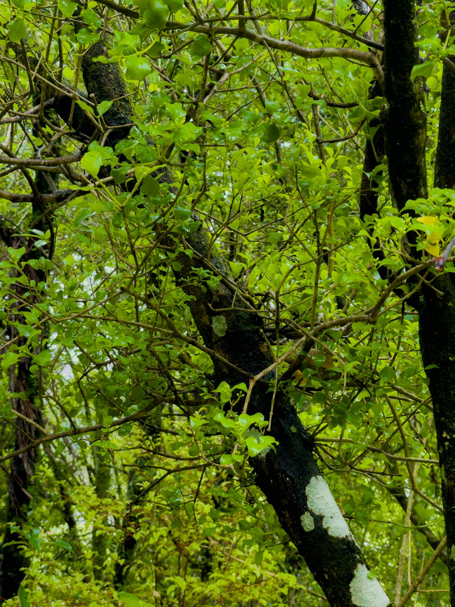 Image 5 of 9