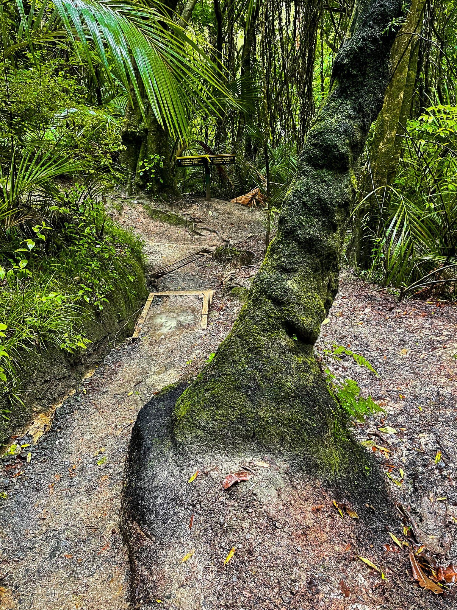 Image 7 of 12
