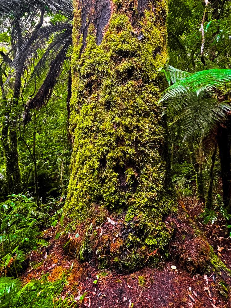 Pureora Forest Park | Southern Waikato - New Zealand Trip Ideas