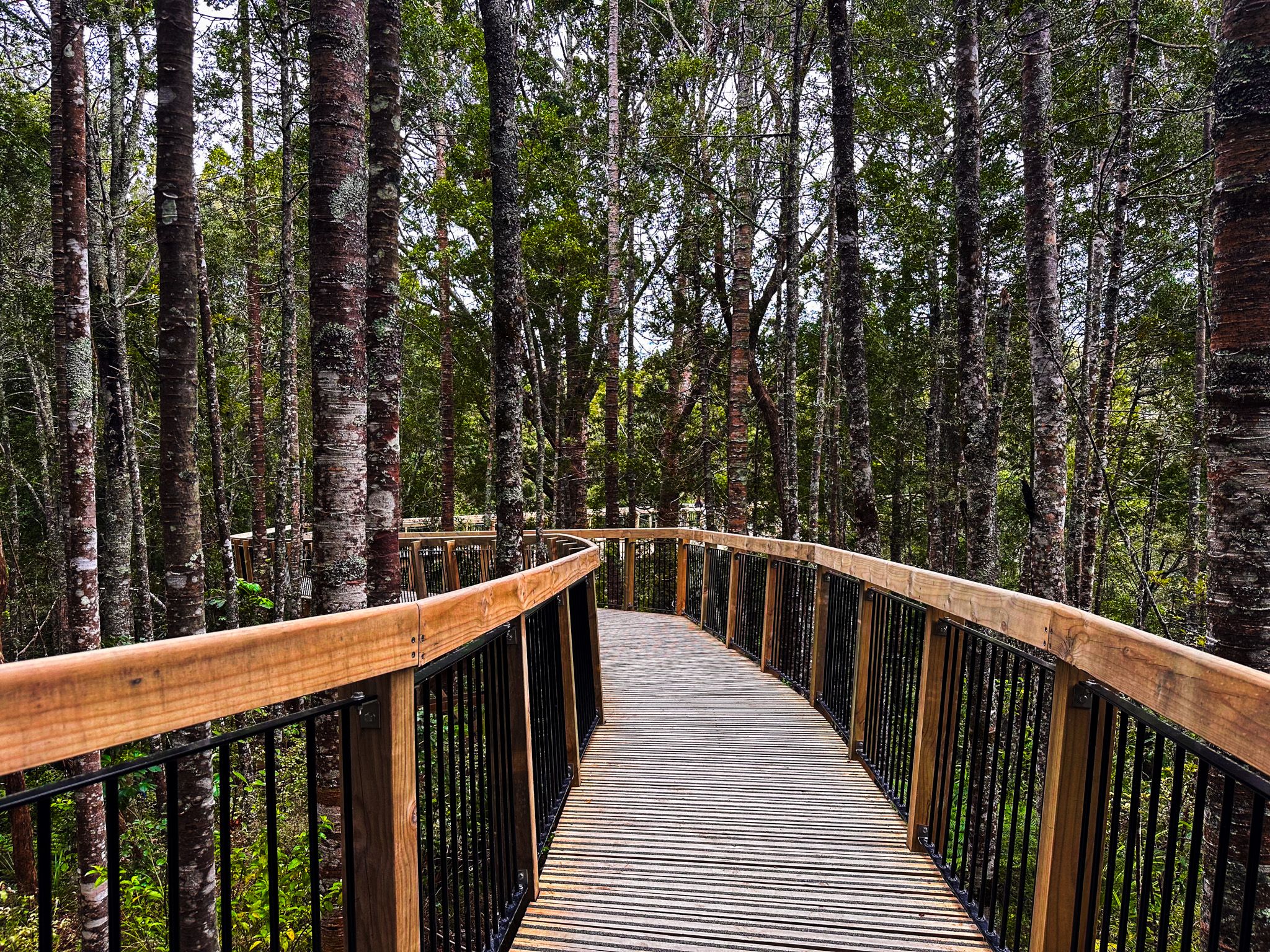Kauri Glen Reserve