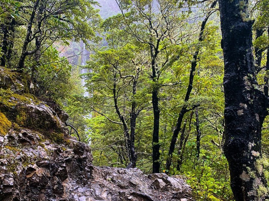 Dog Stream Waterfall Track