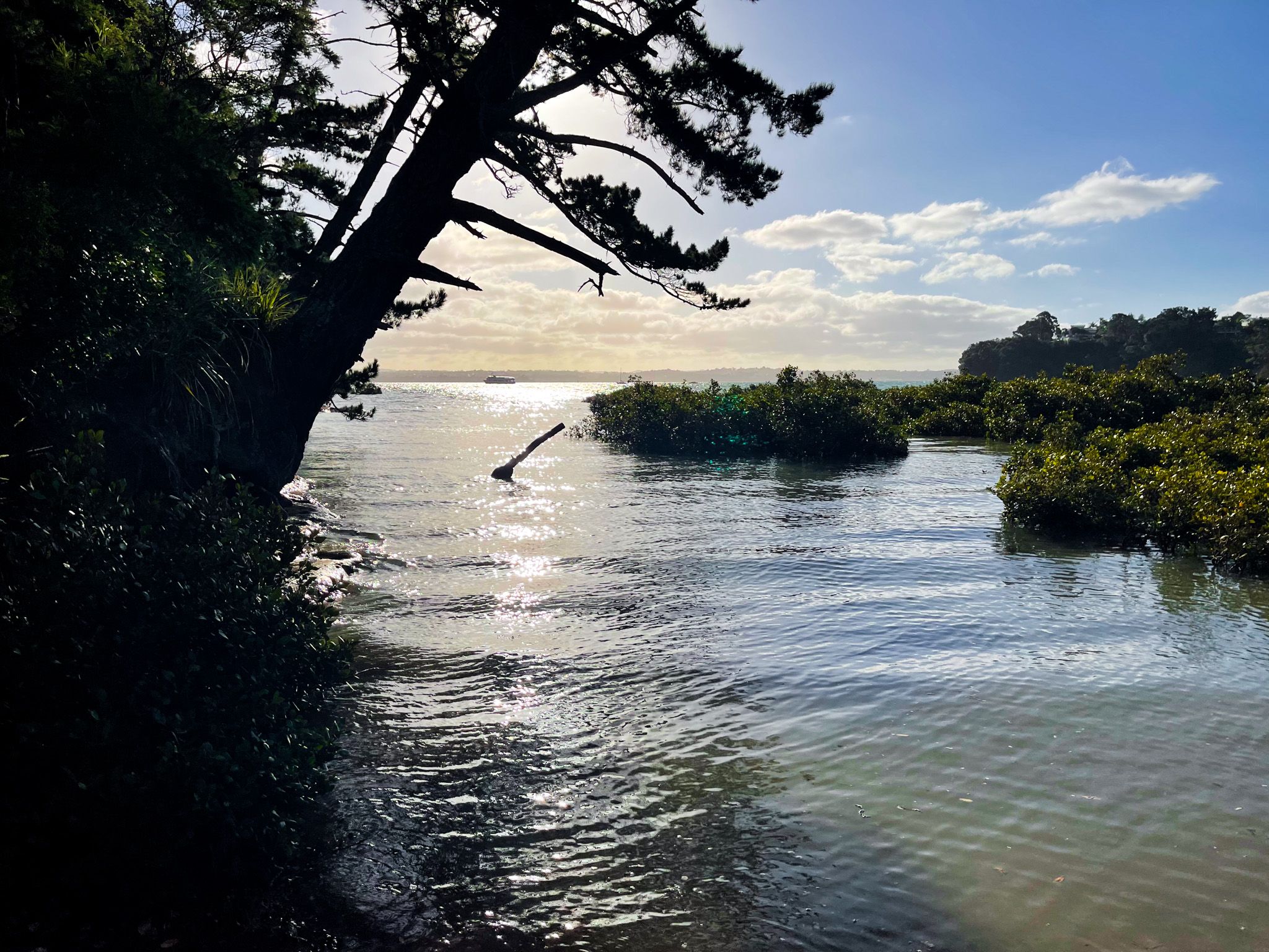 Kauri Point Domain