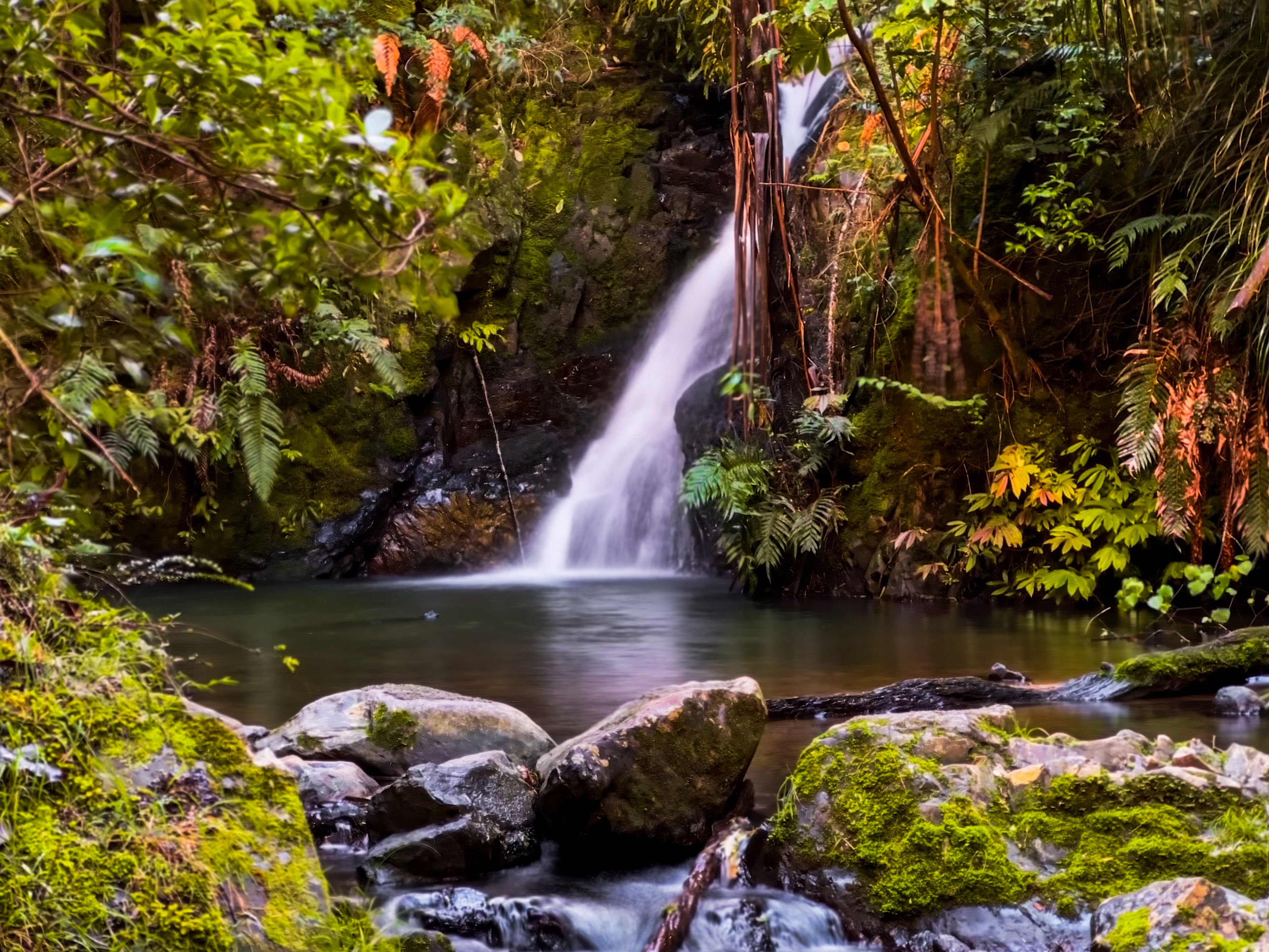 Tanekaha Falls Track