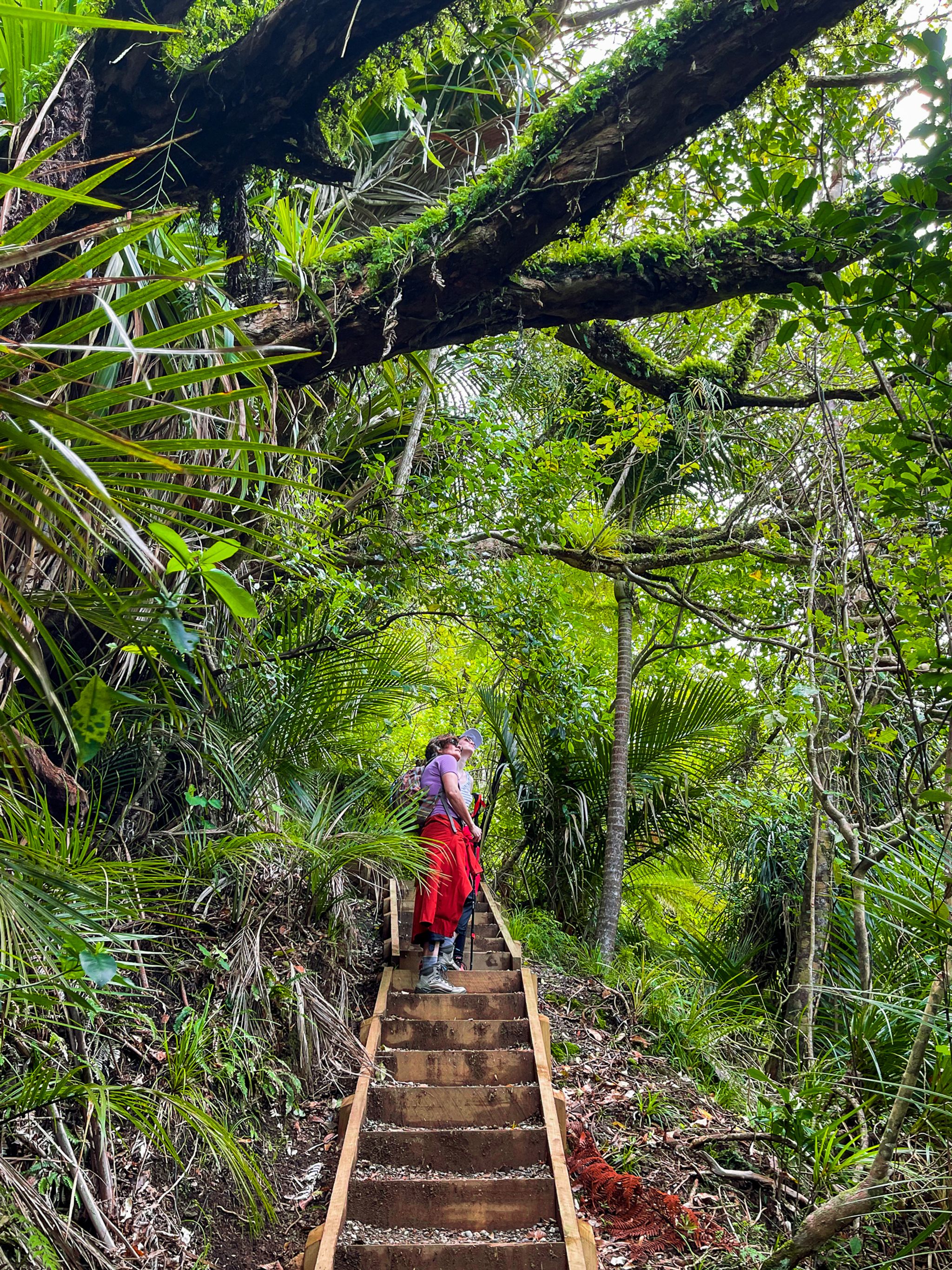 Karamatura Track | West Auckland - New Zealand Trip Ideas