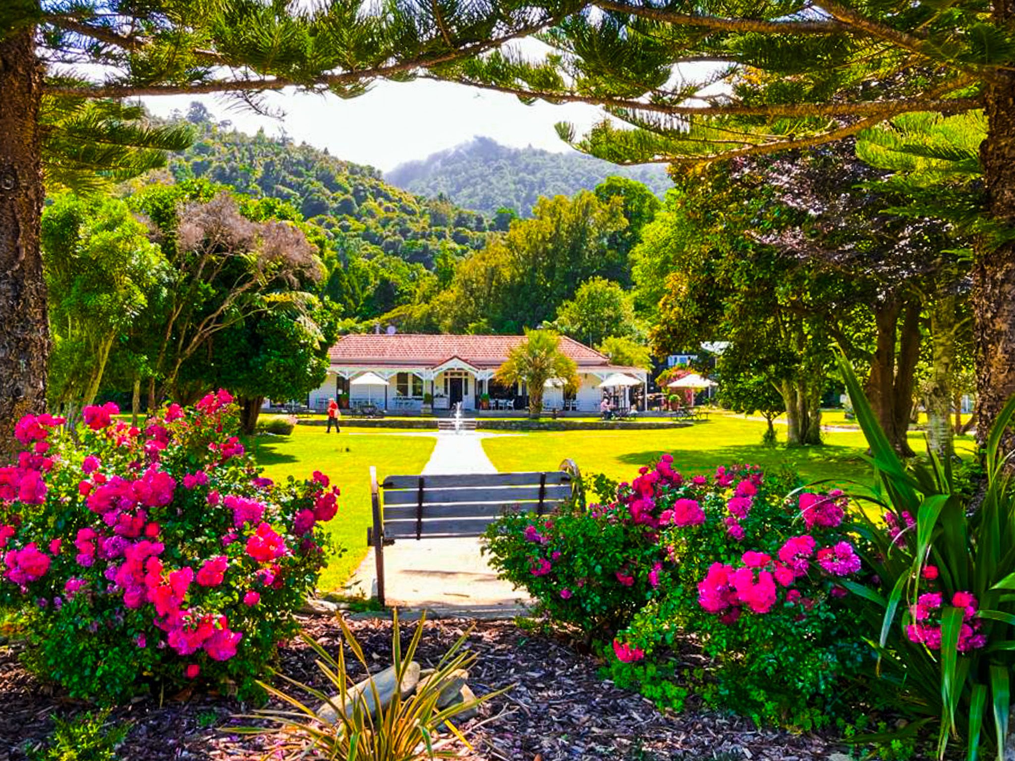 Lookign though flowering roses at beautiful Furneaux Lodge