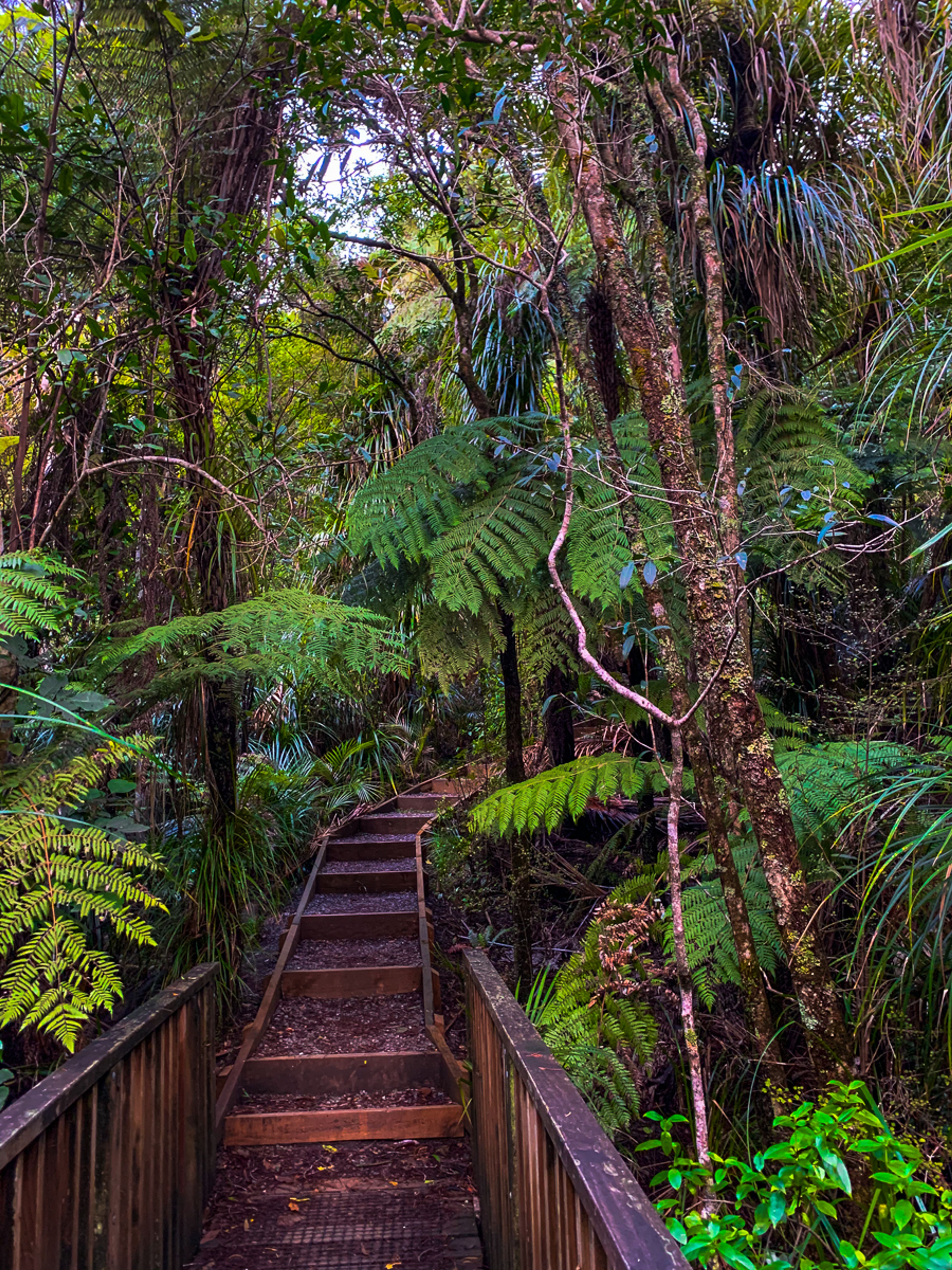 Arataki Nature Trail