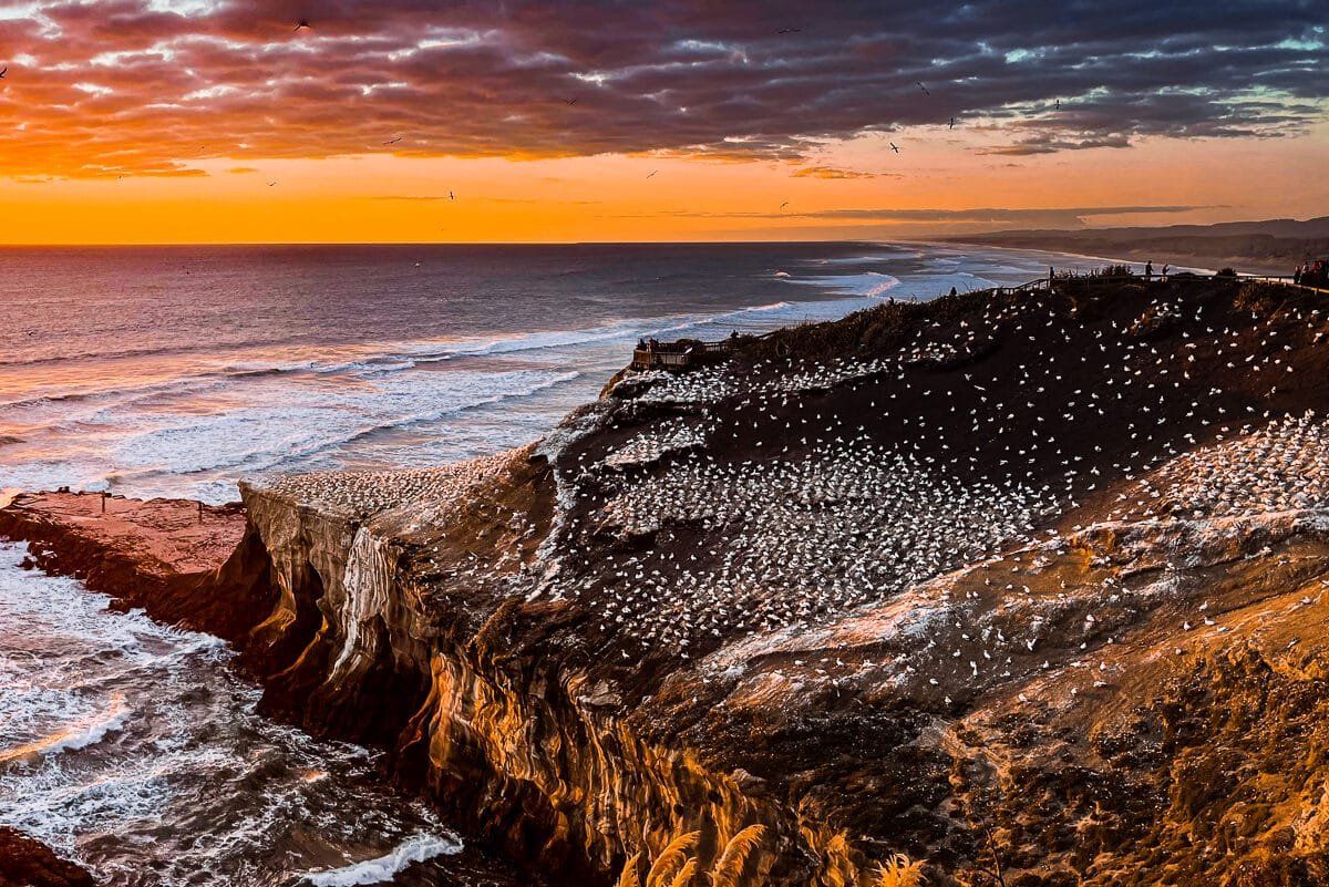 More than a beach at Muriwai