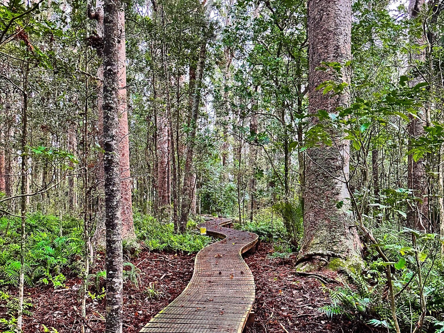 Kauri Bushman’s Memorial Walk