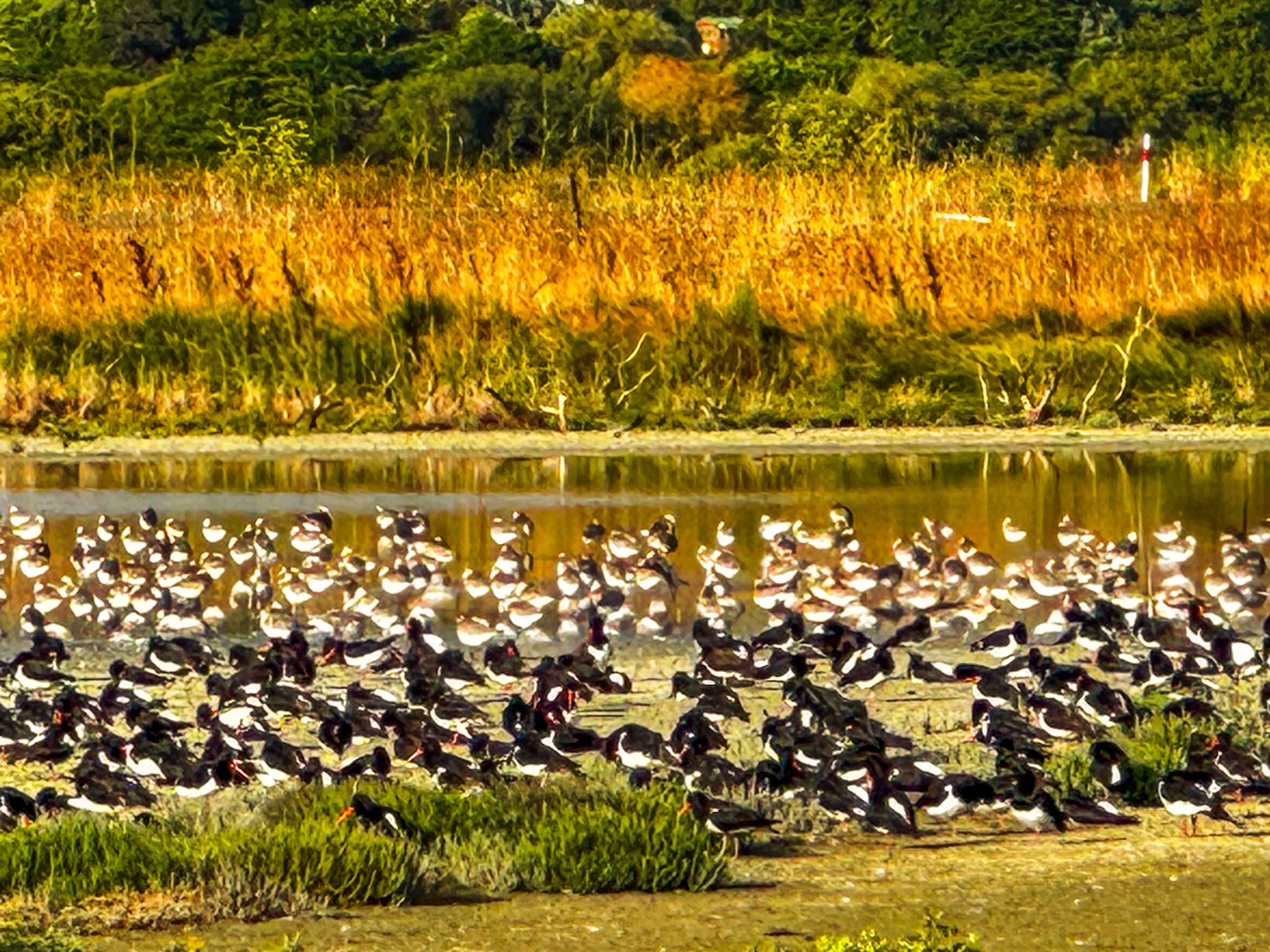 Robert Findlay Wildlife Reserve
