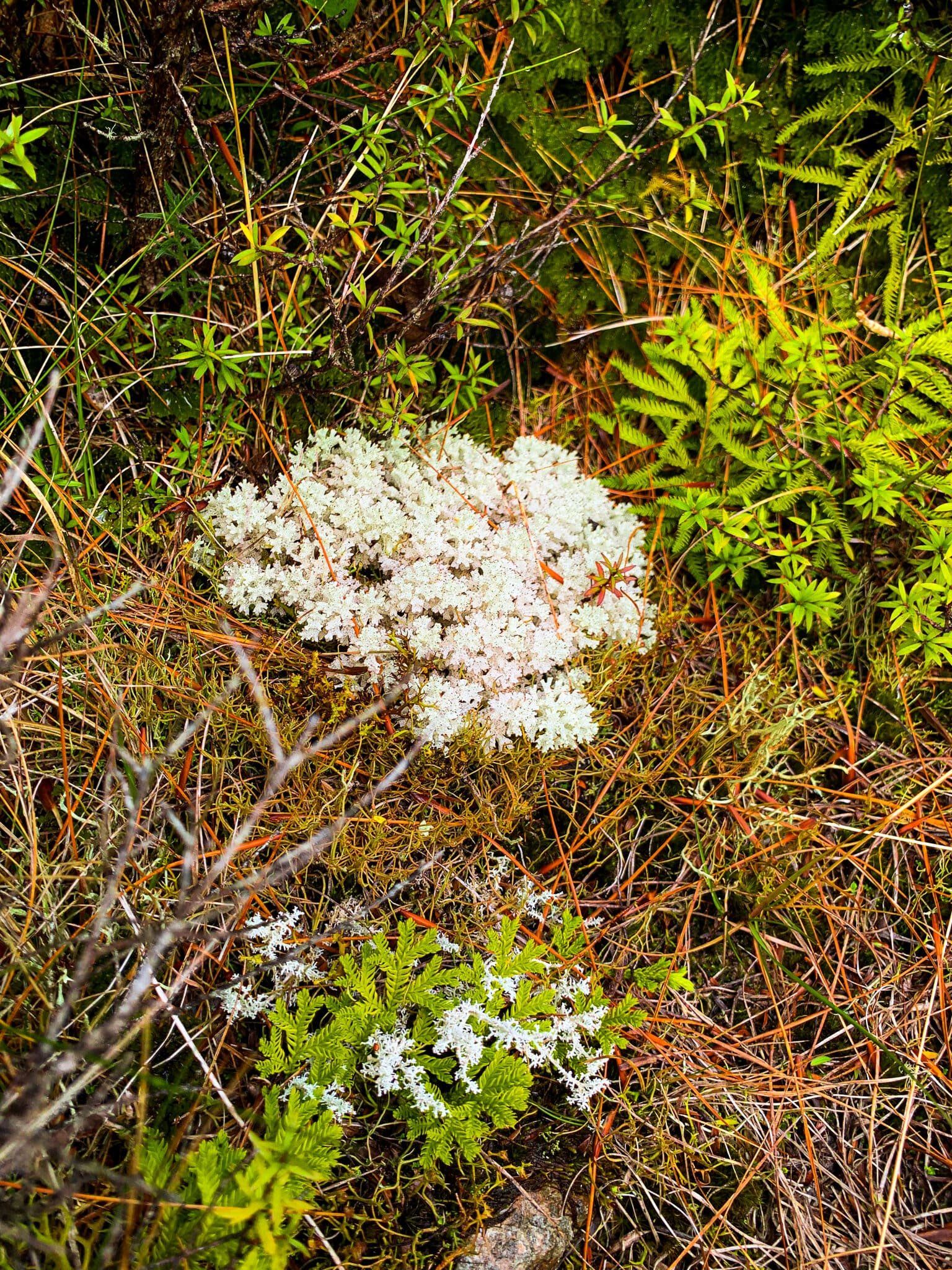 Image 9 of 12