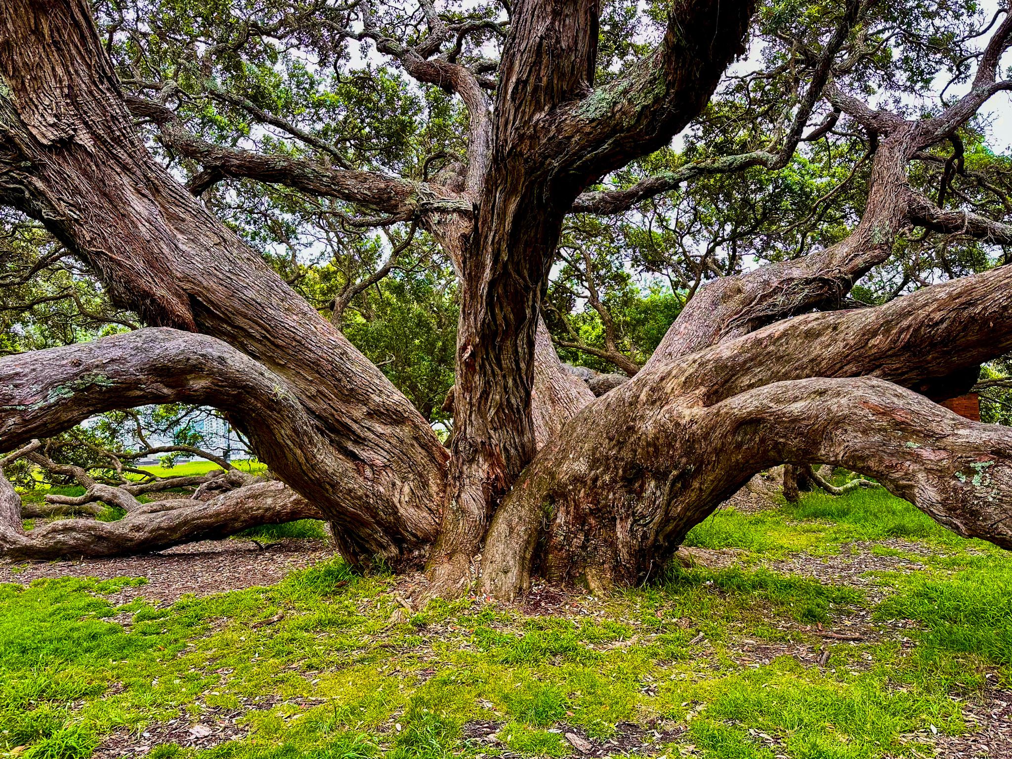Giant Pōhutukawa