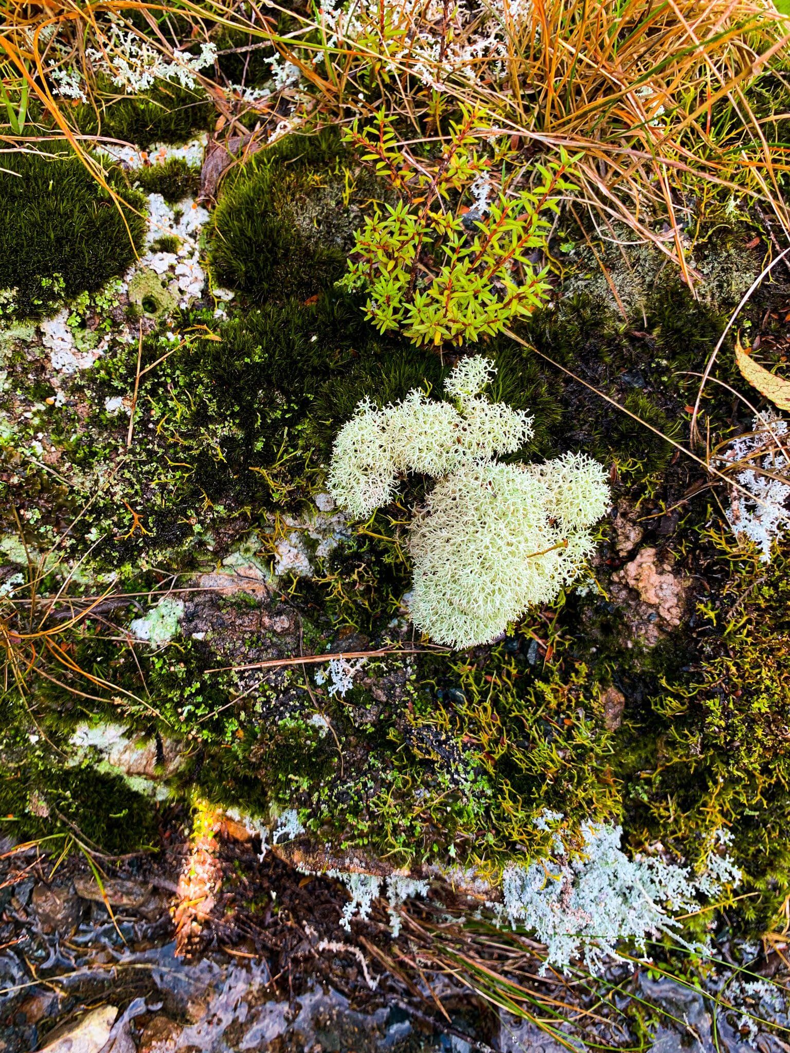 Image 8 of 12