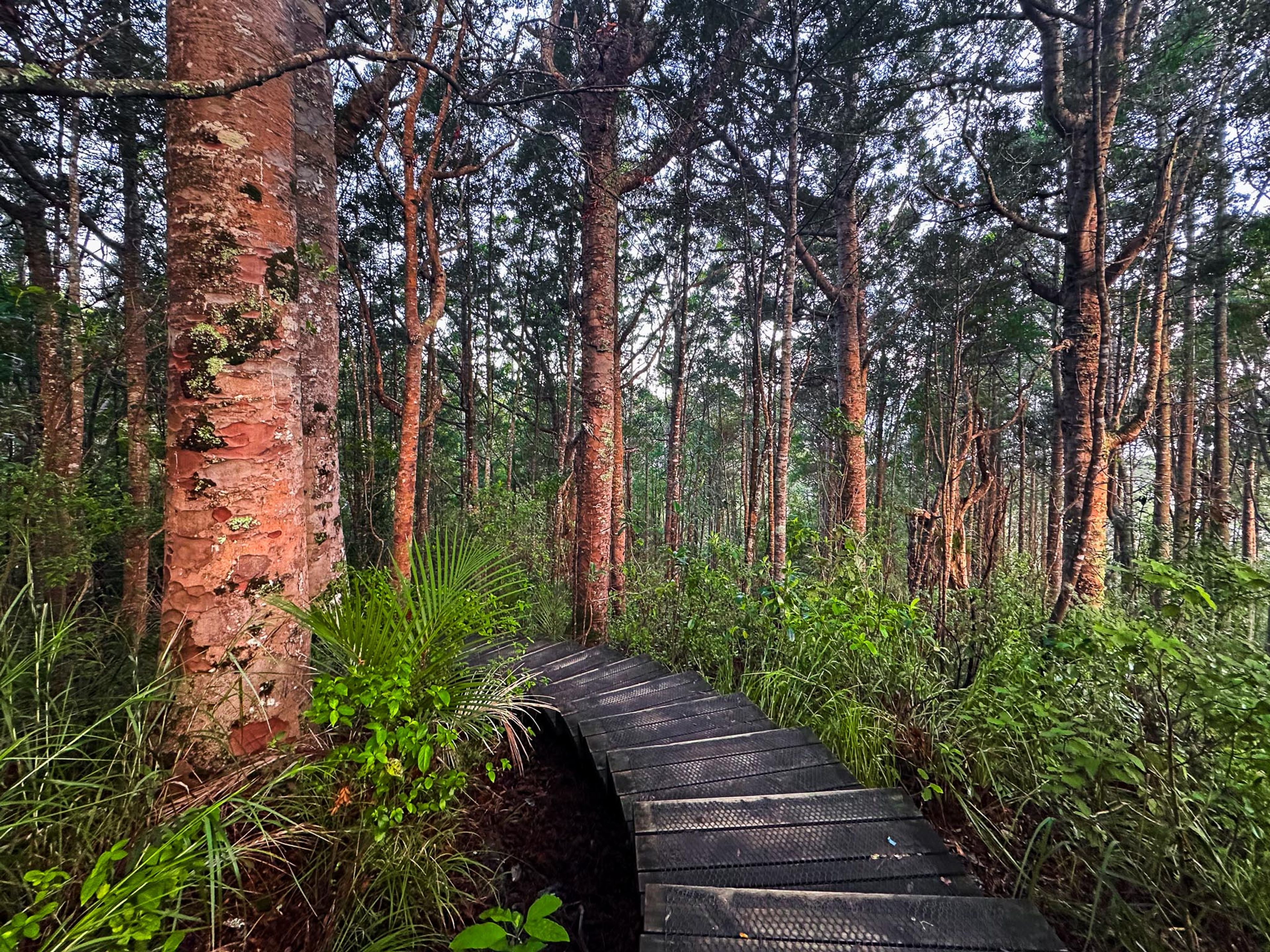 Alice Eaves Scenic Reserve