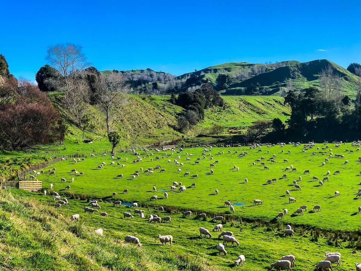Masterton Castlepoint Road | Wairarapa - New Zealand Trip Ideas