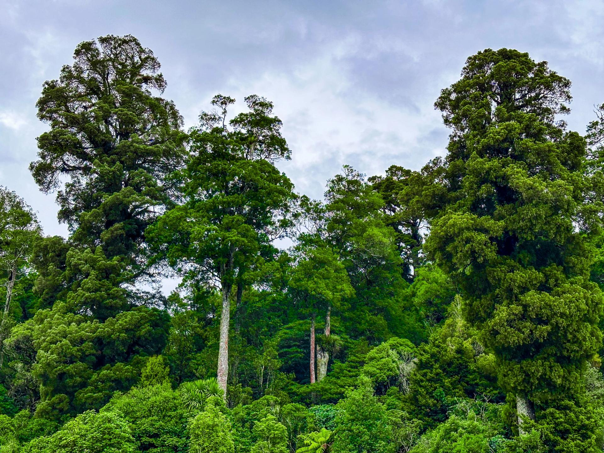 Pureora Forest Park | Southern Waikato - New Zealand Trip Ideas