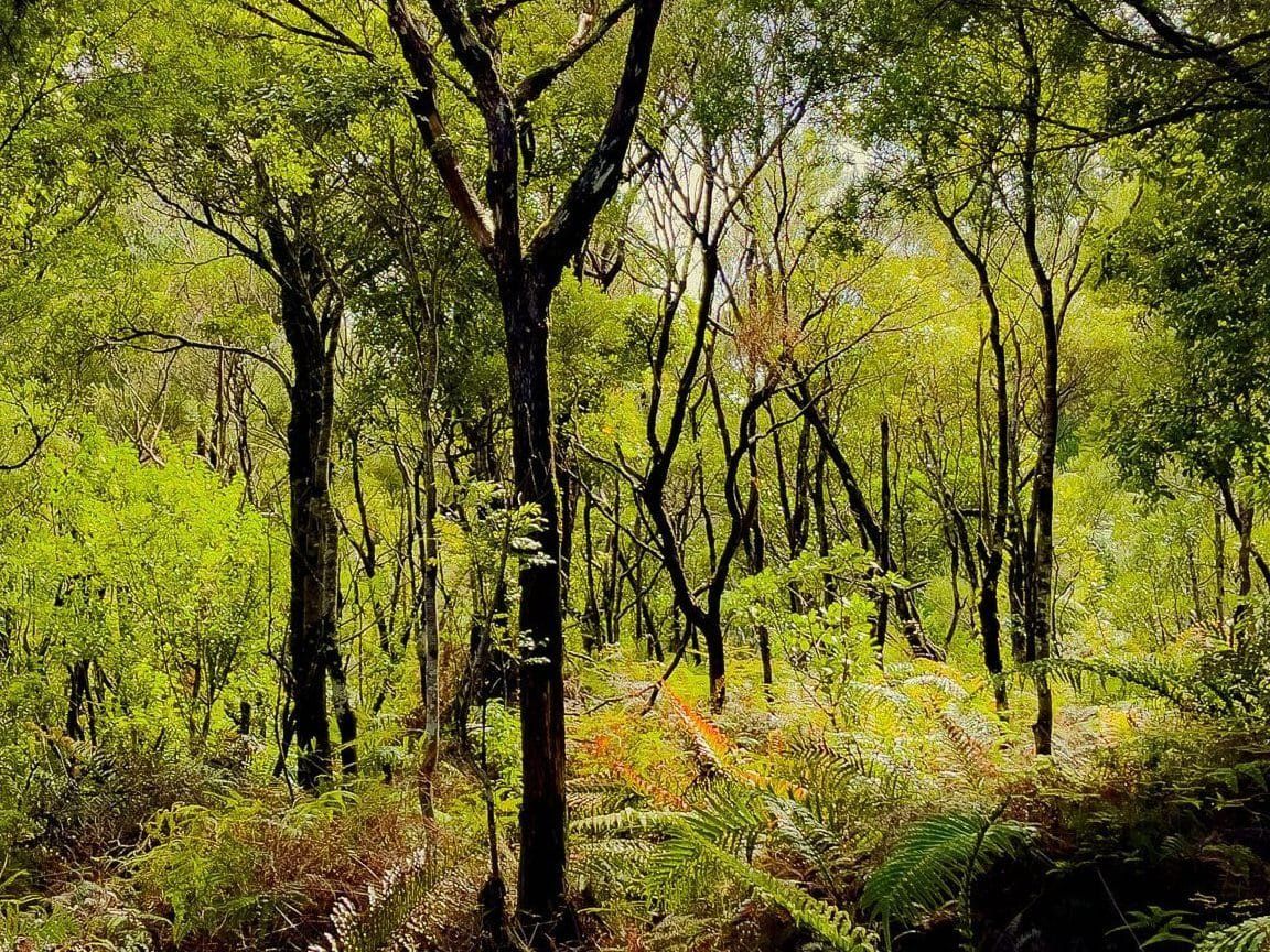 In Awe of Tāne Mahuta at Waipoua Forest