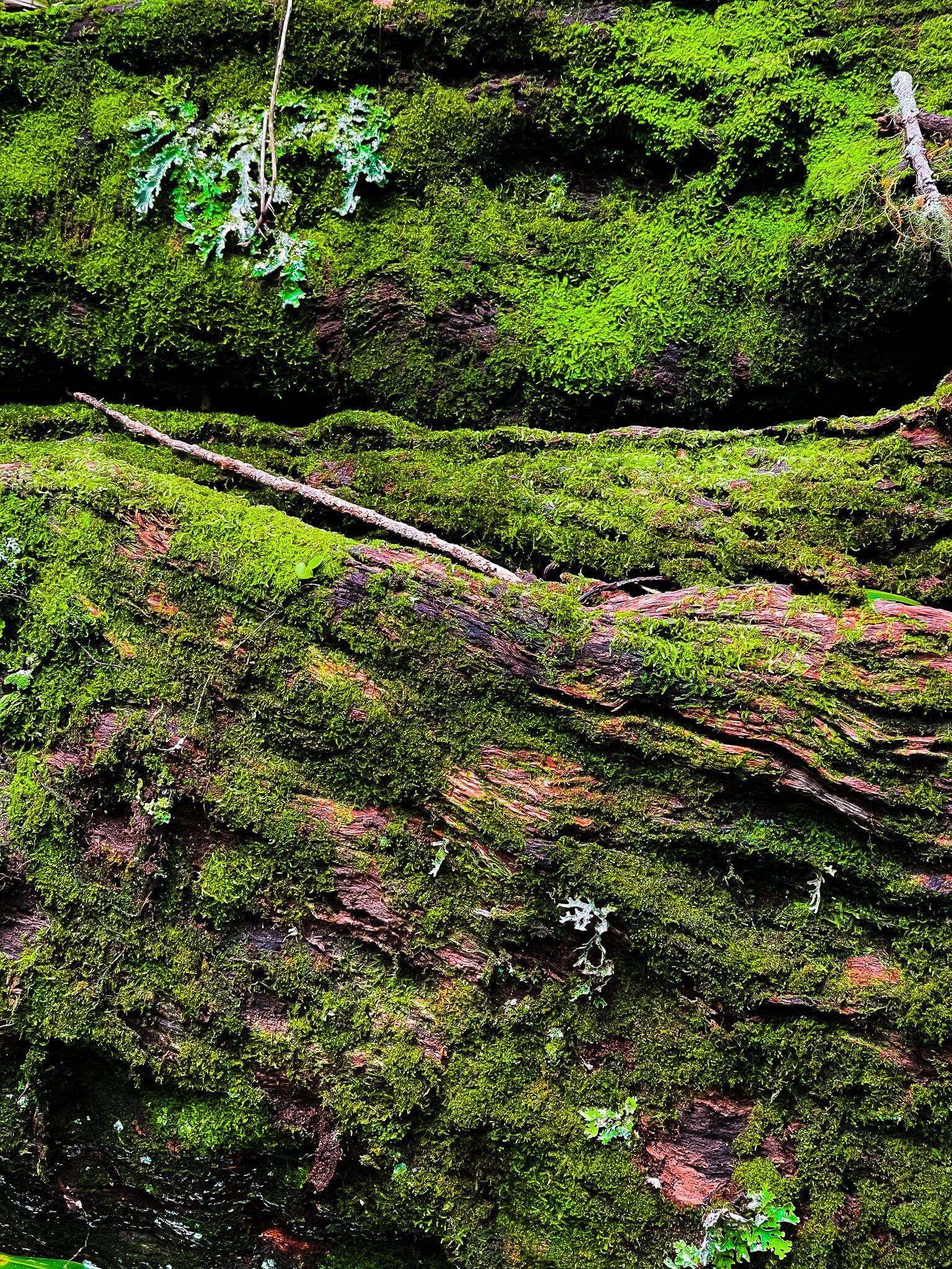 Image 5 of 12