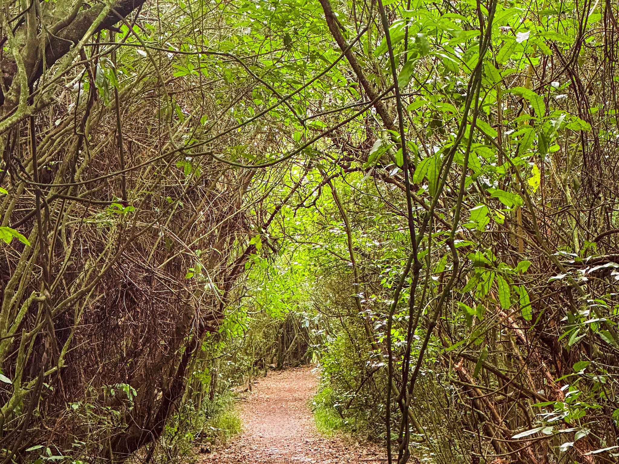Talbot Forest