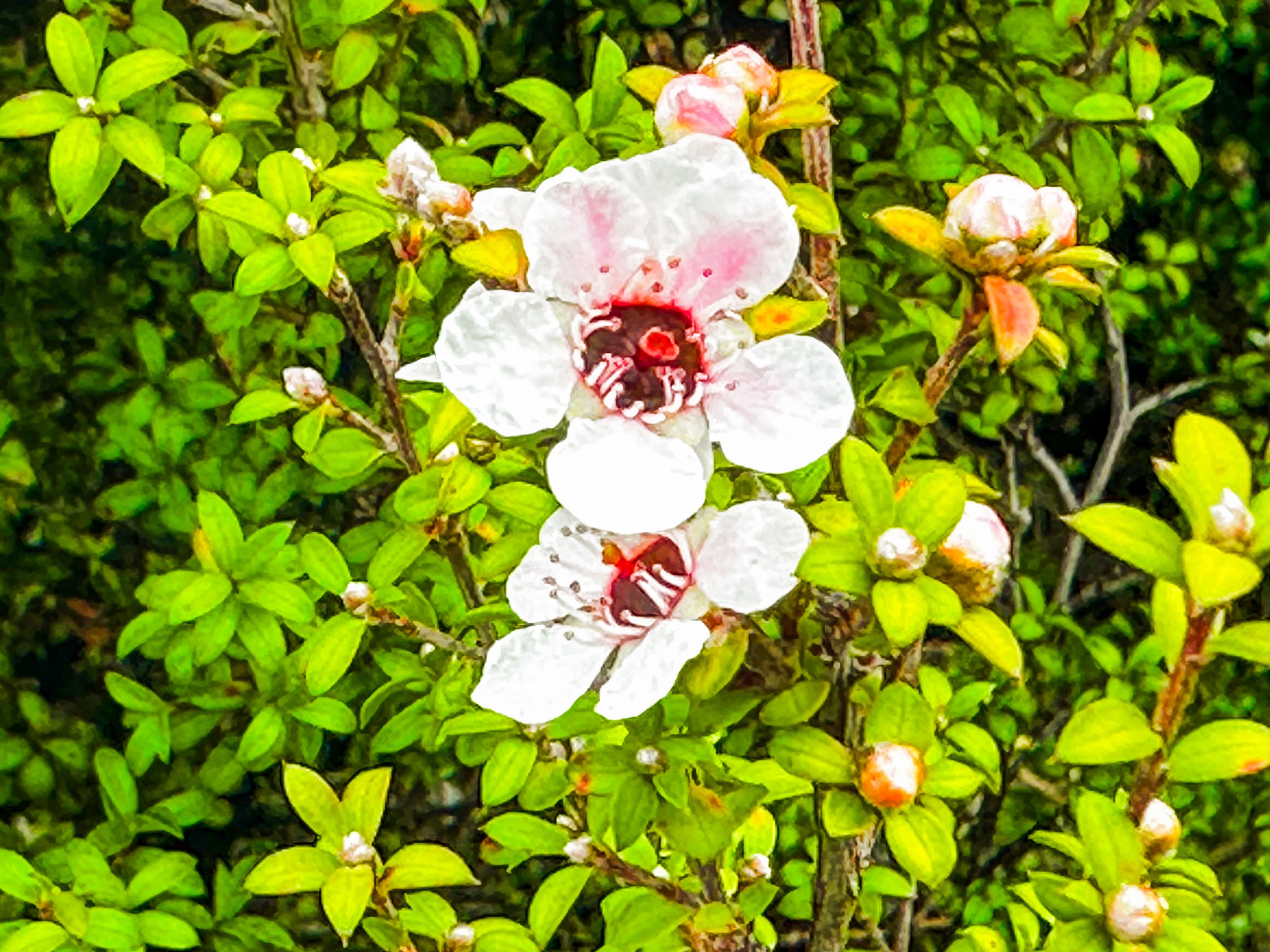 Image 5 of 11
