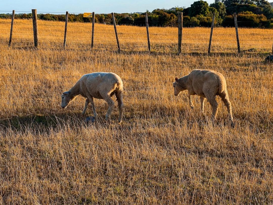 Ambury Regional Park | South Auckland - New Zealand Trip Ideas