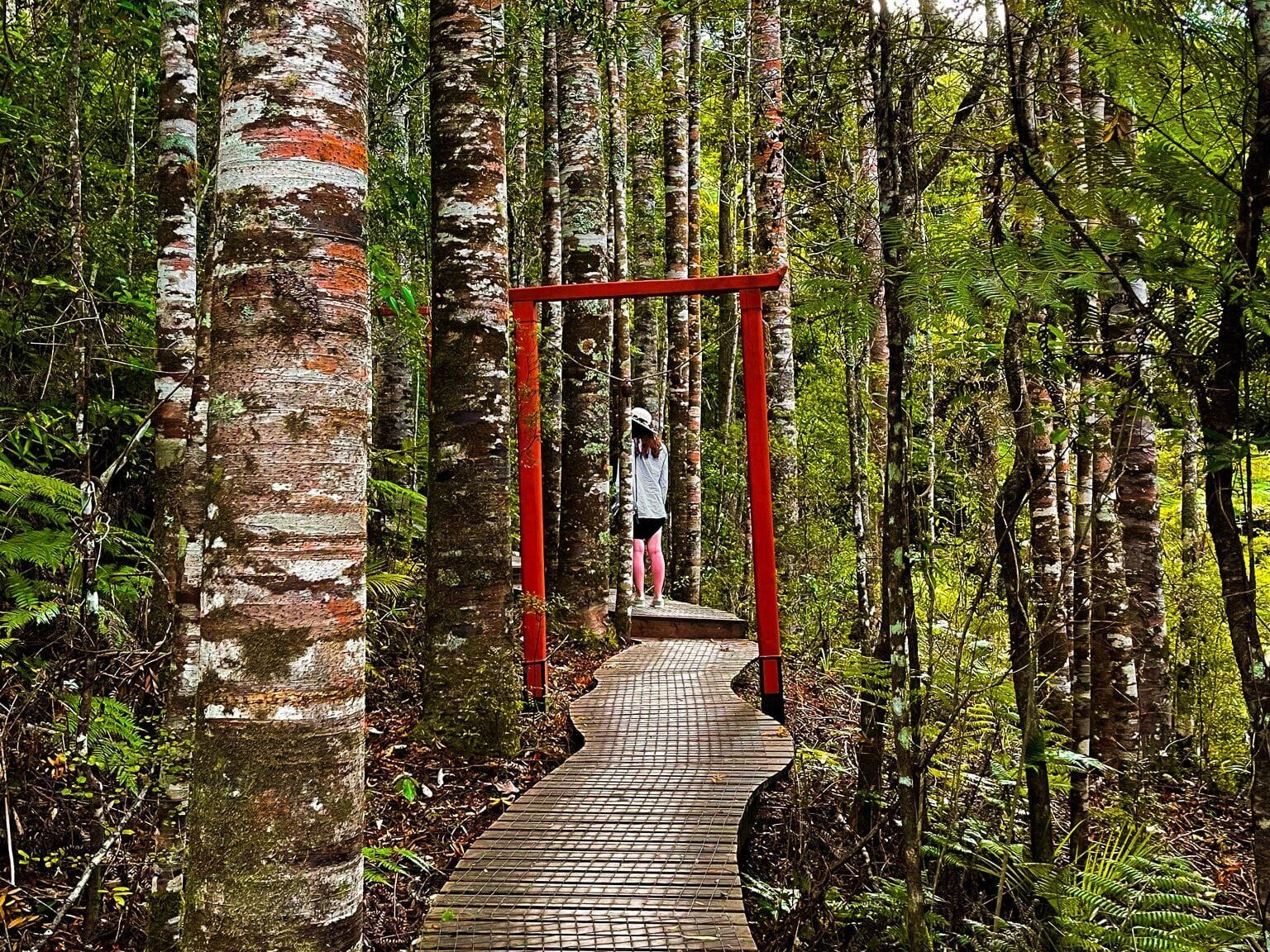 Brick Bay Kauri Walk