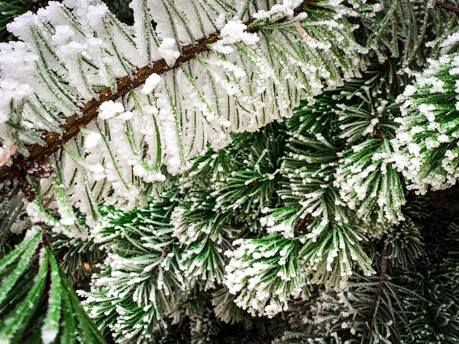 Image 4 of 8