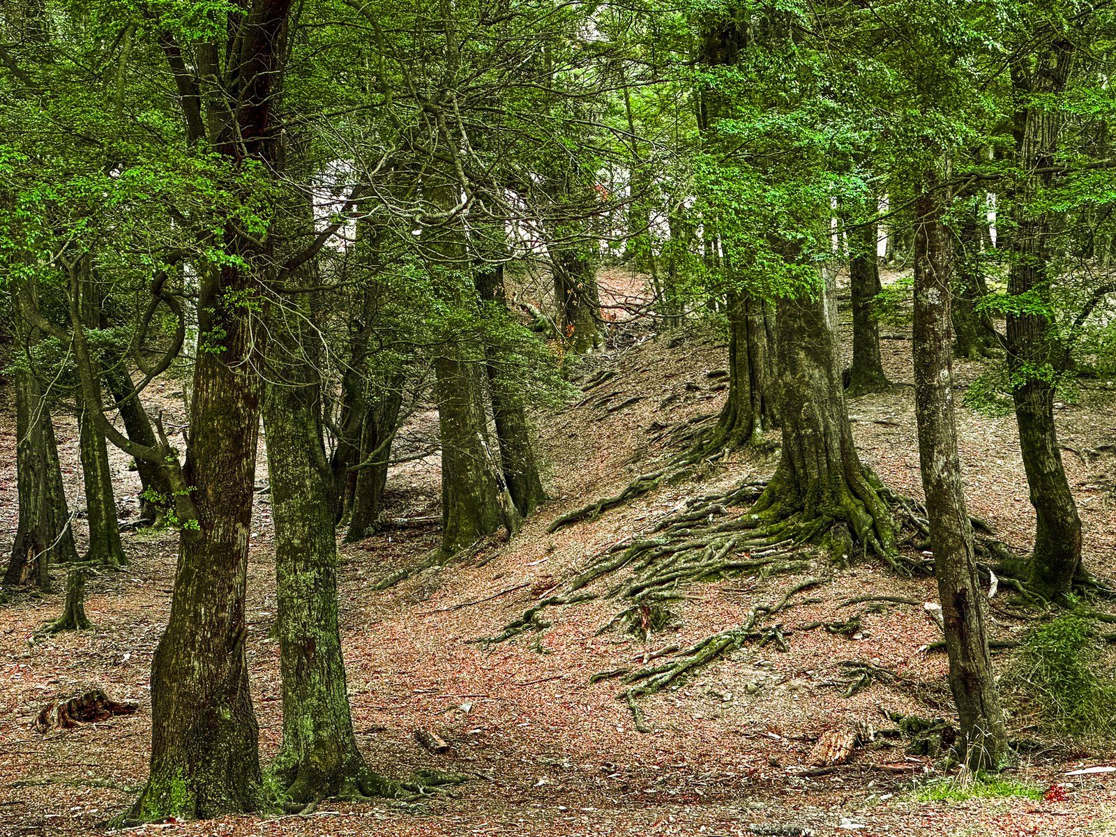 Image 4 of 9